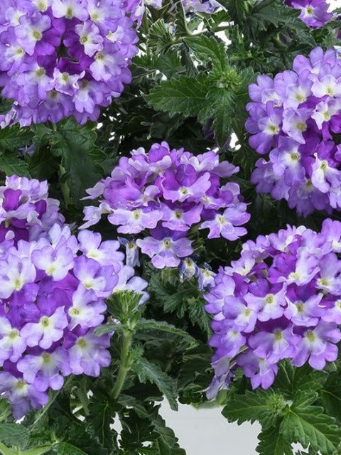 VERBENA 'BICOLOR INDIGO'