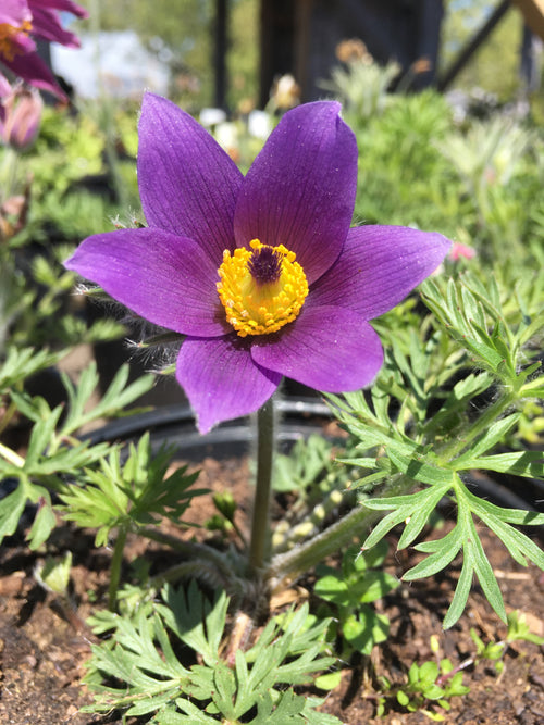 ANEMONE PULSATILLA VULGARIS - MAUVE