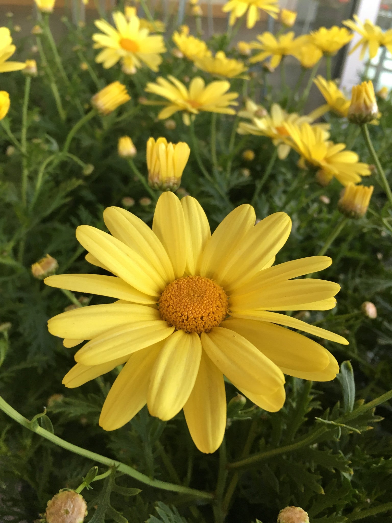ARGYRANTHEMUM FRUTESCANS 'SUNNY SPRING' MARGUERITE