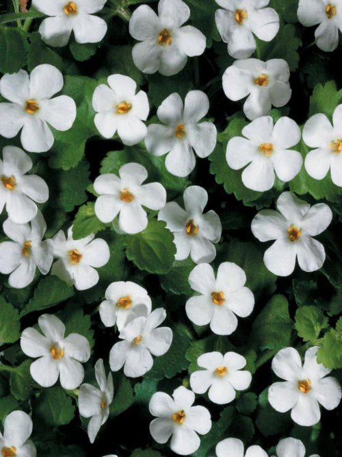 BACOPA 'WHITE'