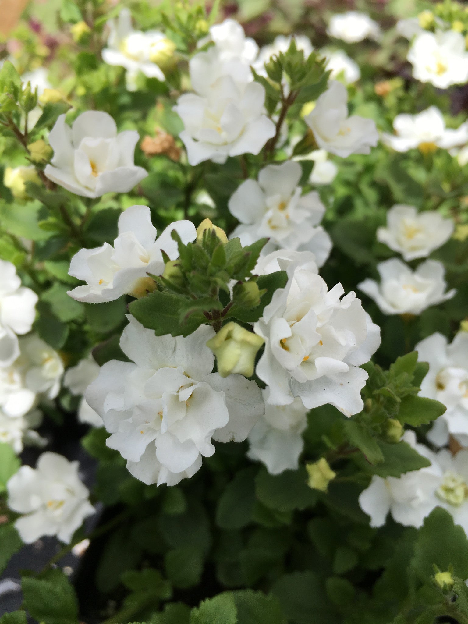 BACOPA 'DOUBLE SNOWBALL WHITE'