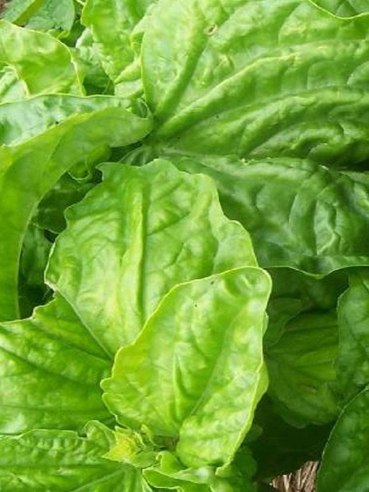 HERB-BASIL 'LETTUCE LEAF'