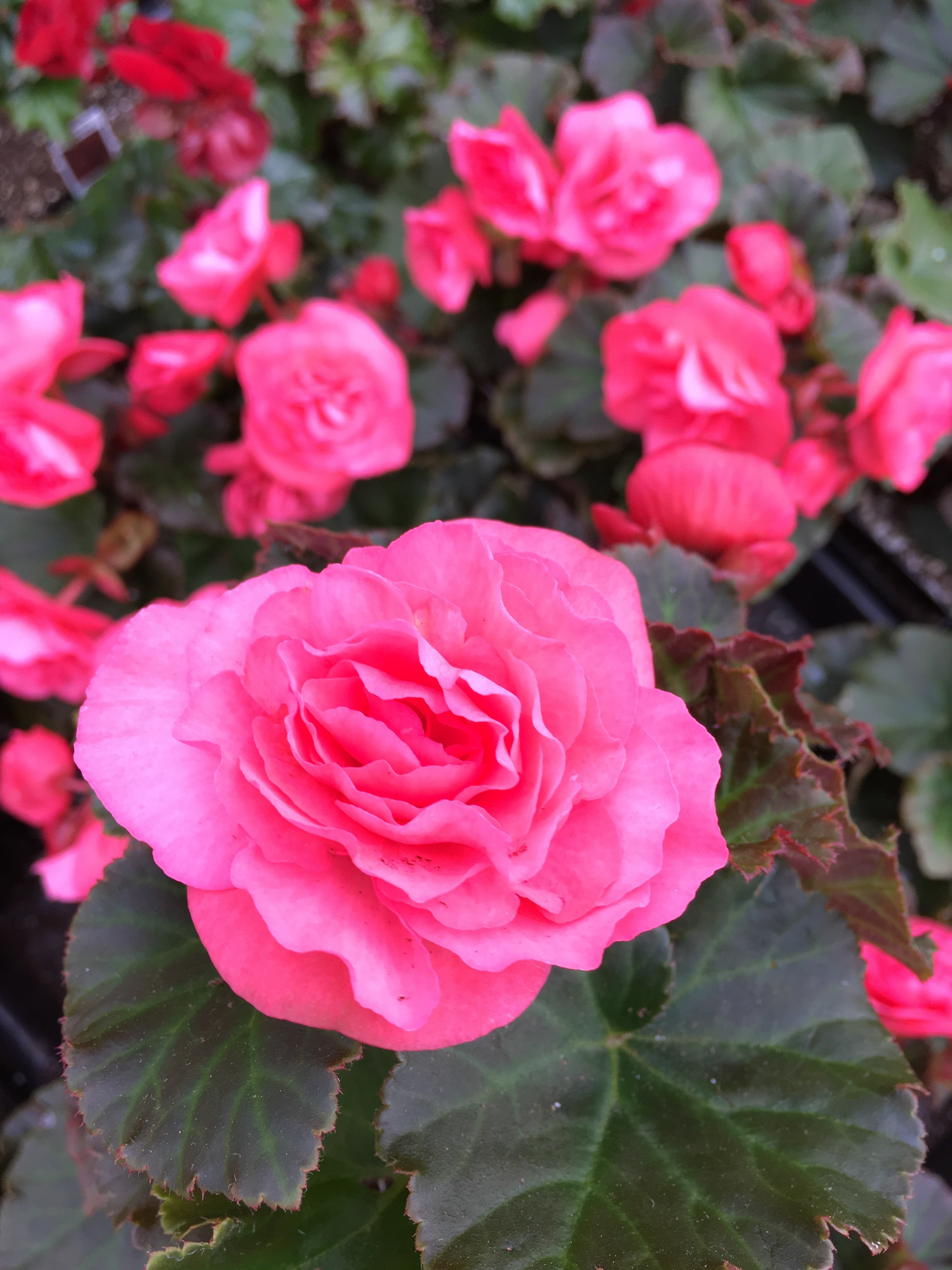 BEGONIA SOLENIA LIGHT PINK