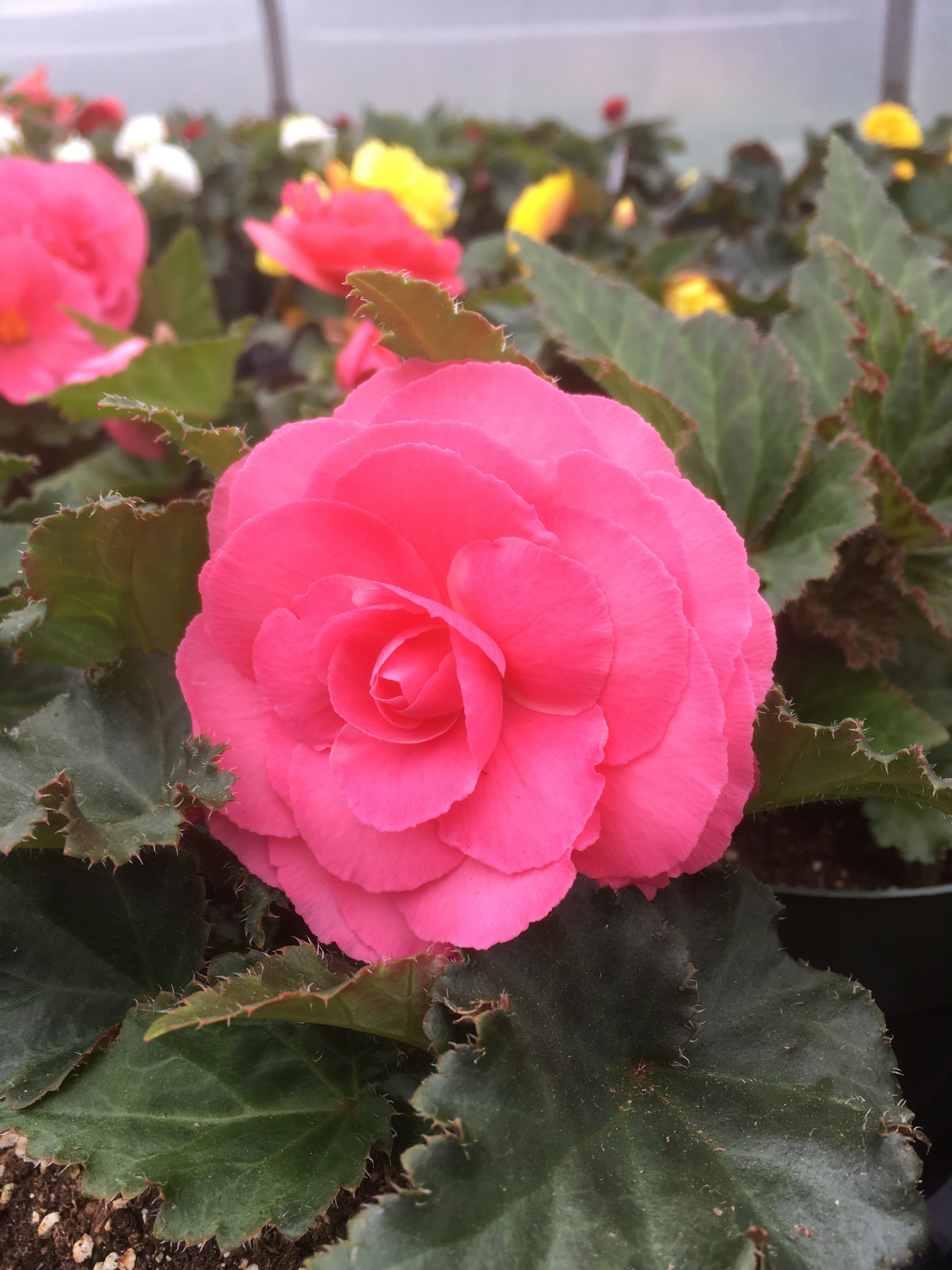 BEGONIA NONSTOP TUBEROUS 'PINK'