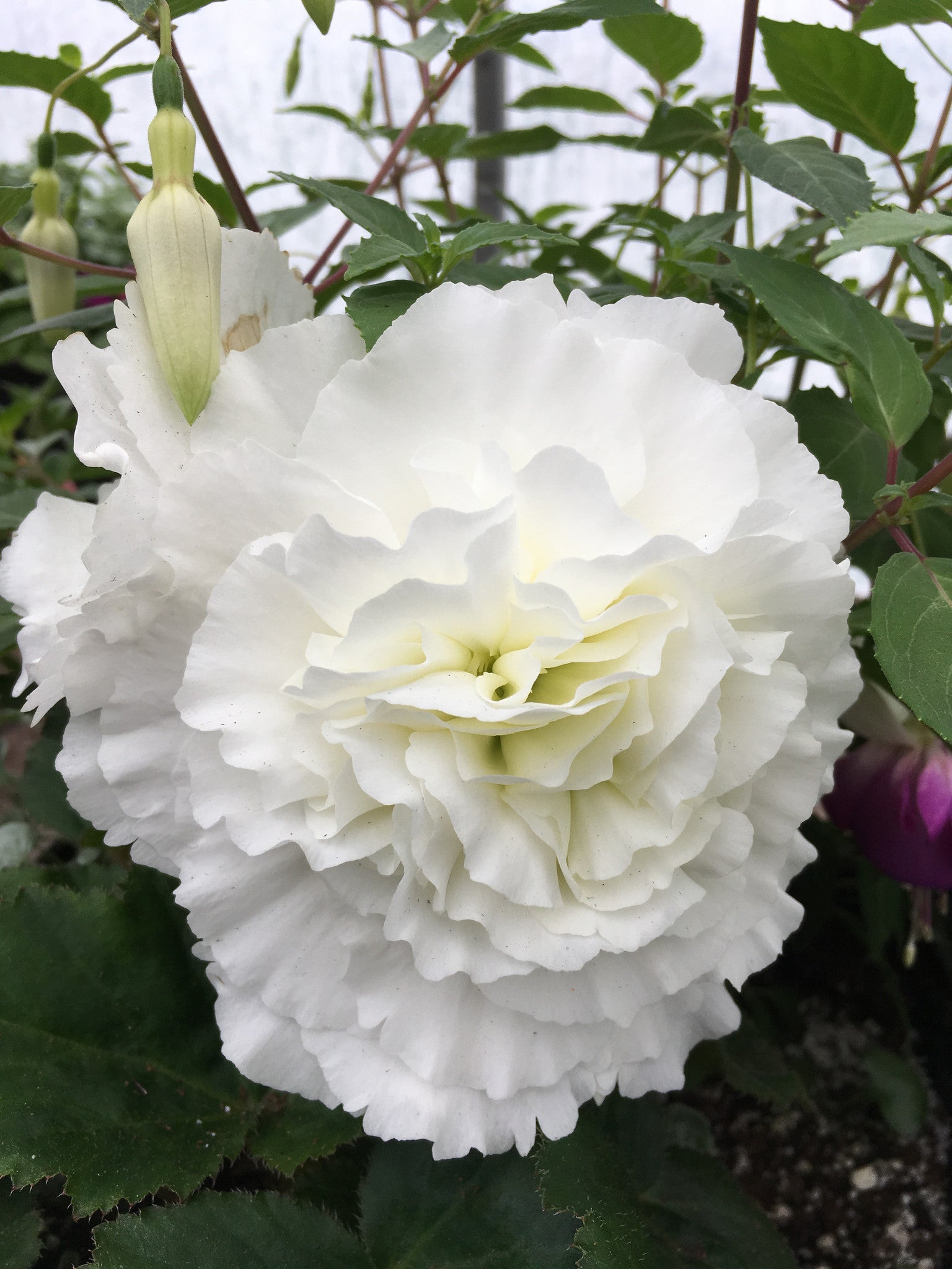 BEGONIA NONSTOP TUBEROUS 'WHITE'