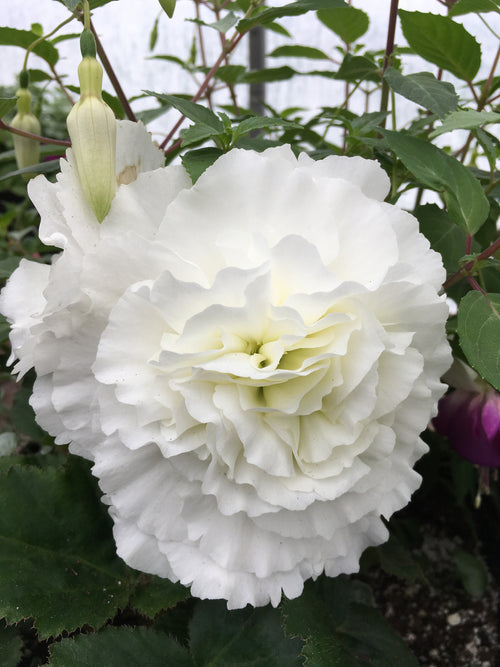 BEGONIA TUBEROUS NONSTOP WHITE