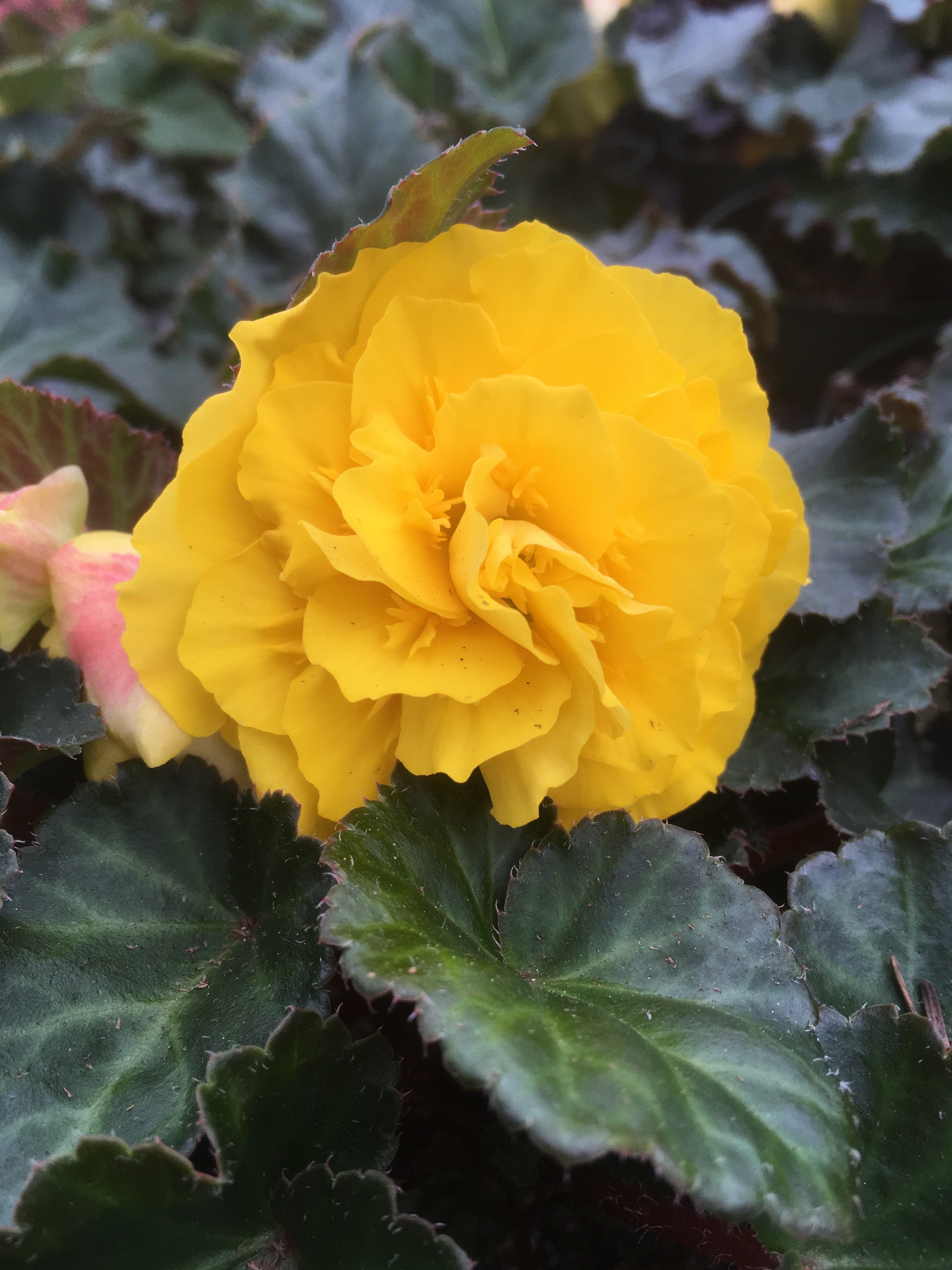 BEGONIA NONSTOP TUBEROUS 'YELLOW RED BACK'
