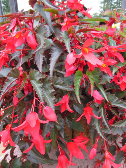 BEGONIA BOLIVIENSIS WATERFALL ENCANTO 'RED'