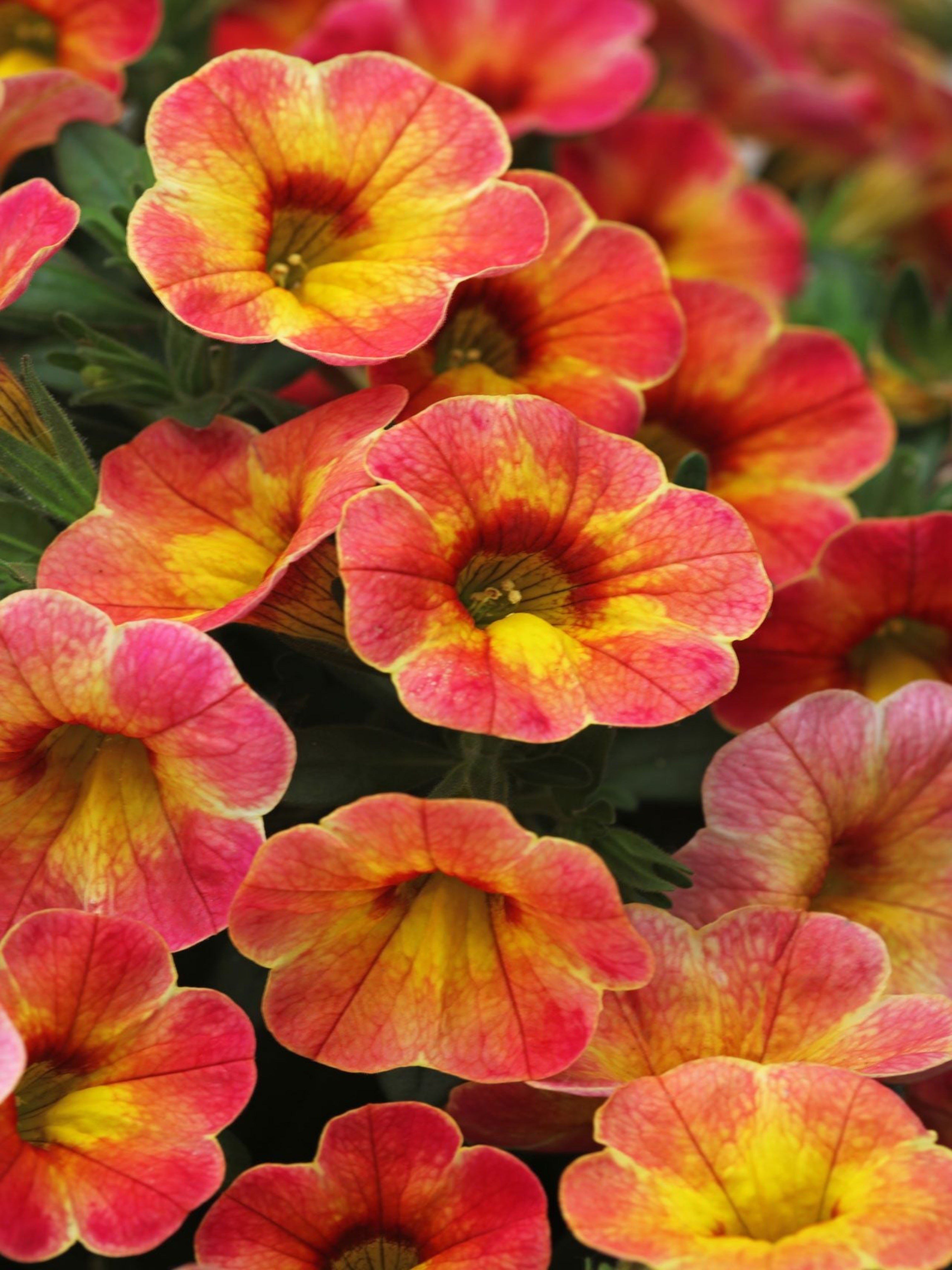 CALIBRACHOA ATOMIC ORANGE