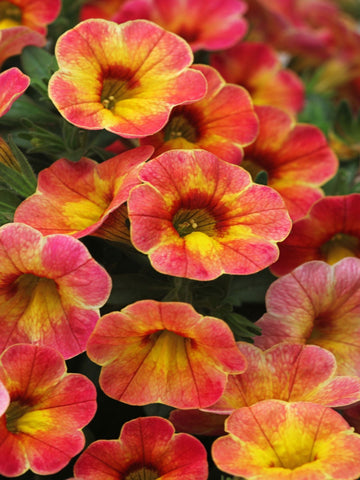 LYSIMACHIA GOLDILOCKS