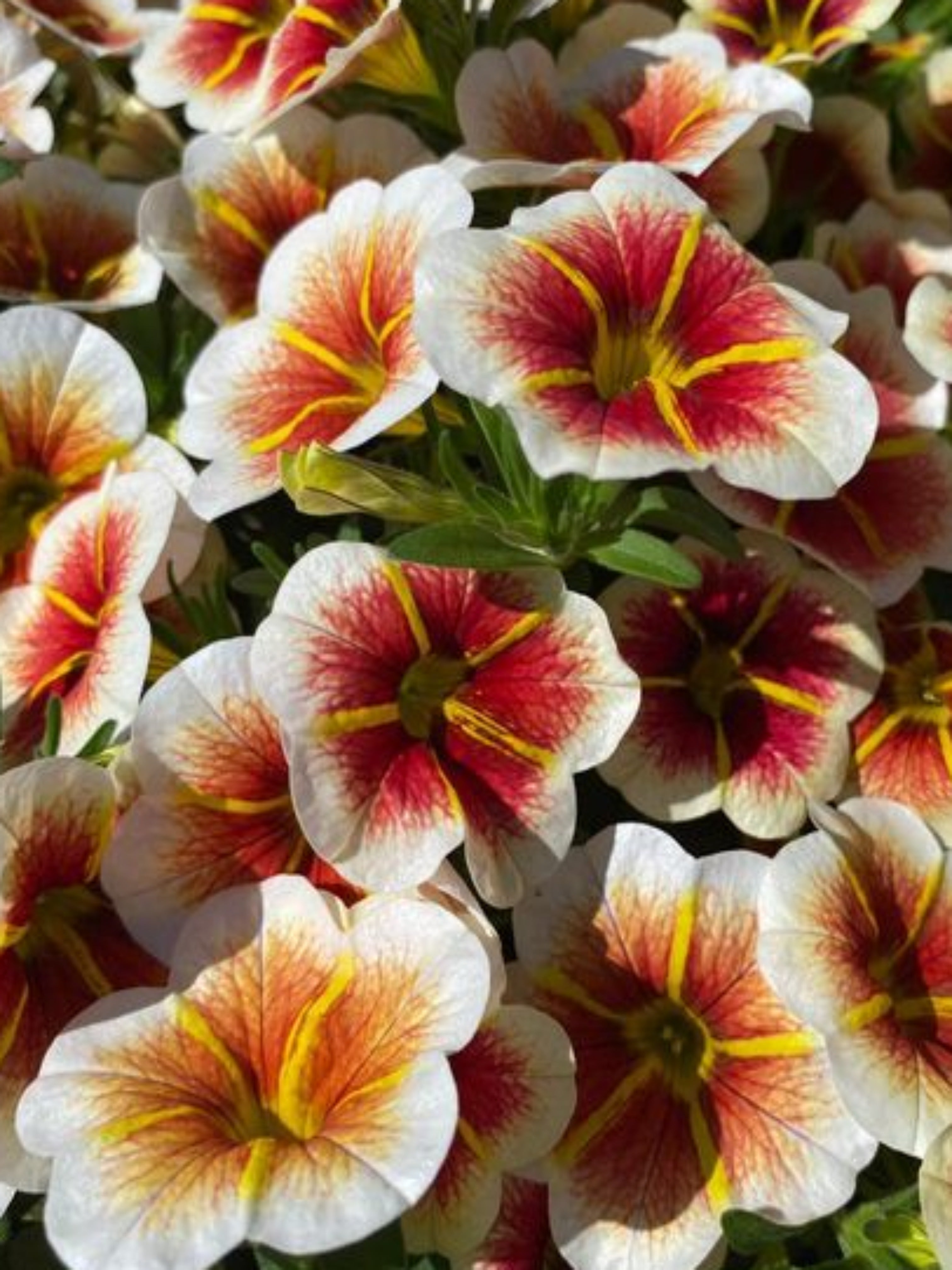 CALIBRACHOA 'CAPPUCCINO'