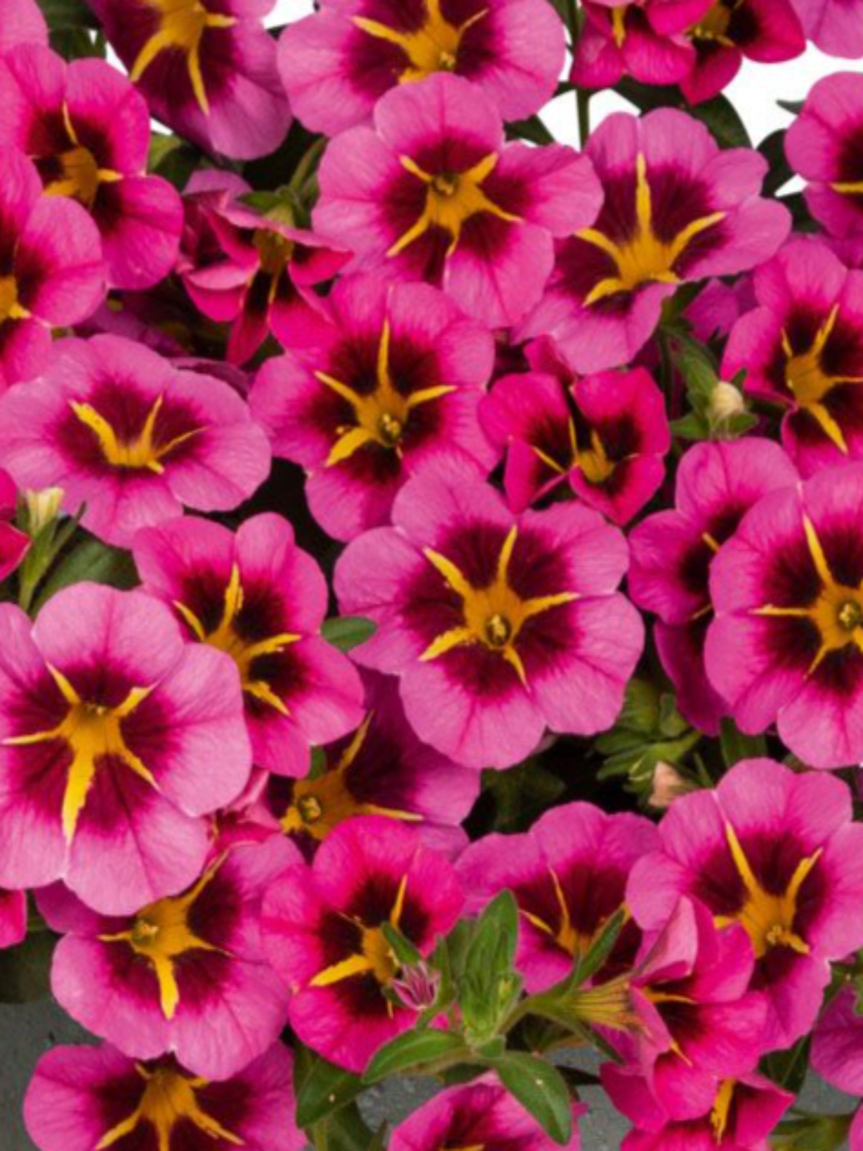 CALIBRACHOA TIK TOK 'ROSE'