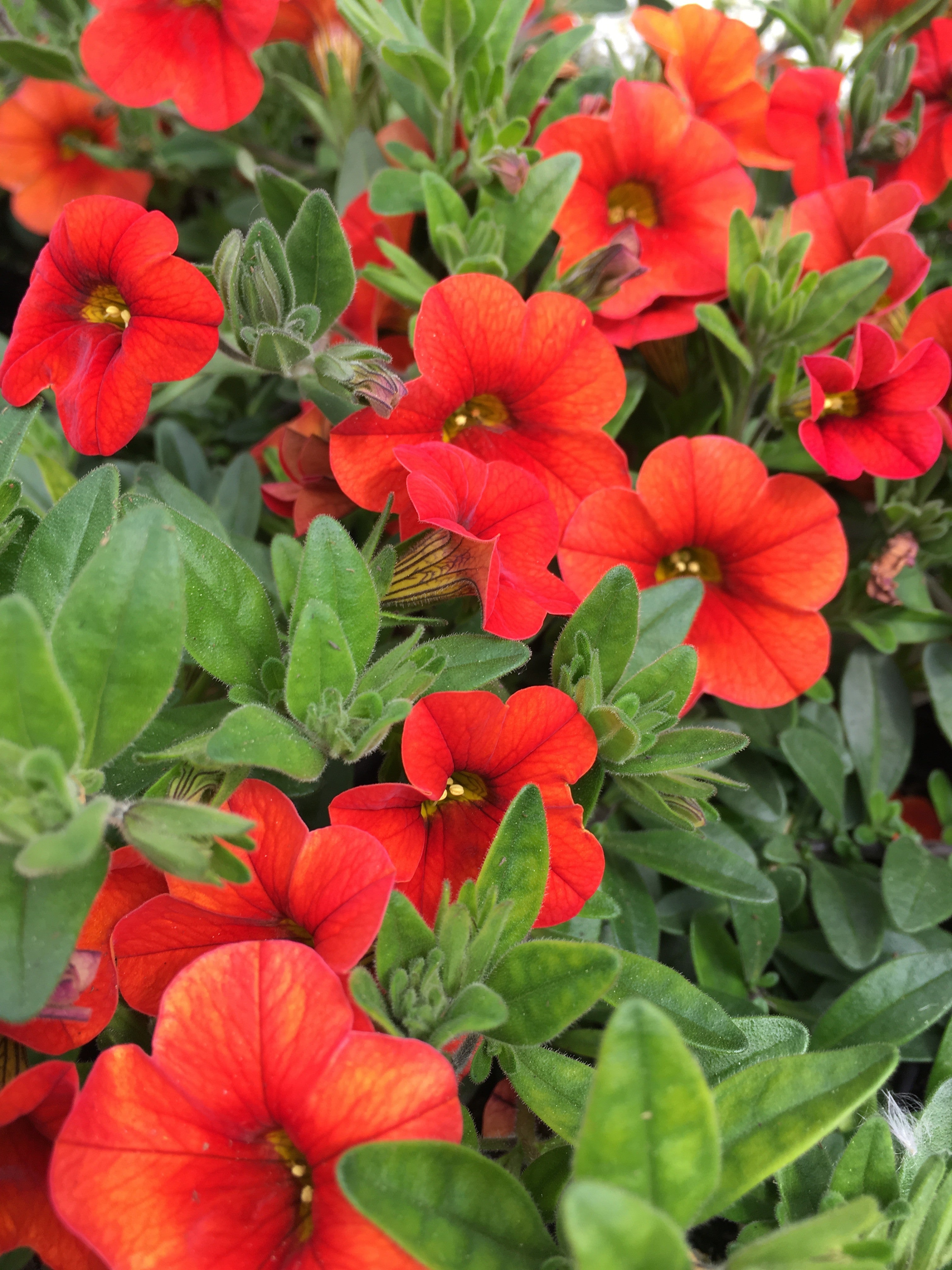CALIBRACHOA 'COLIBRI TANGERINE'