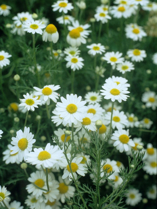 HERB-GERMAN CHAMOMILE