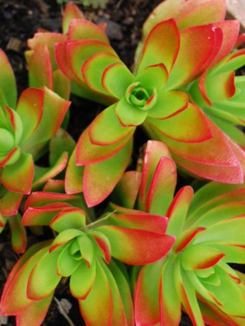 SUCCULENT CRASSULA 'CAMPFIRE'