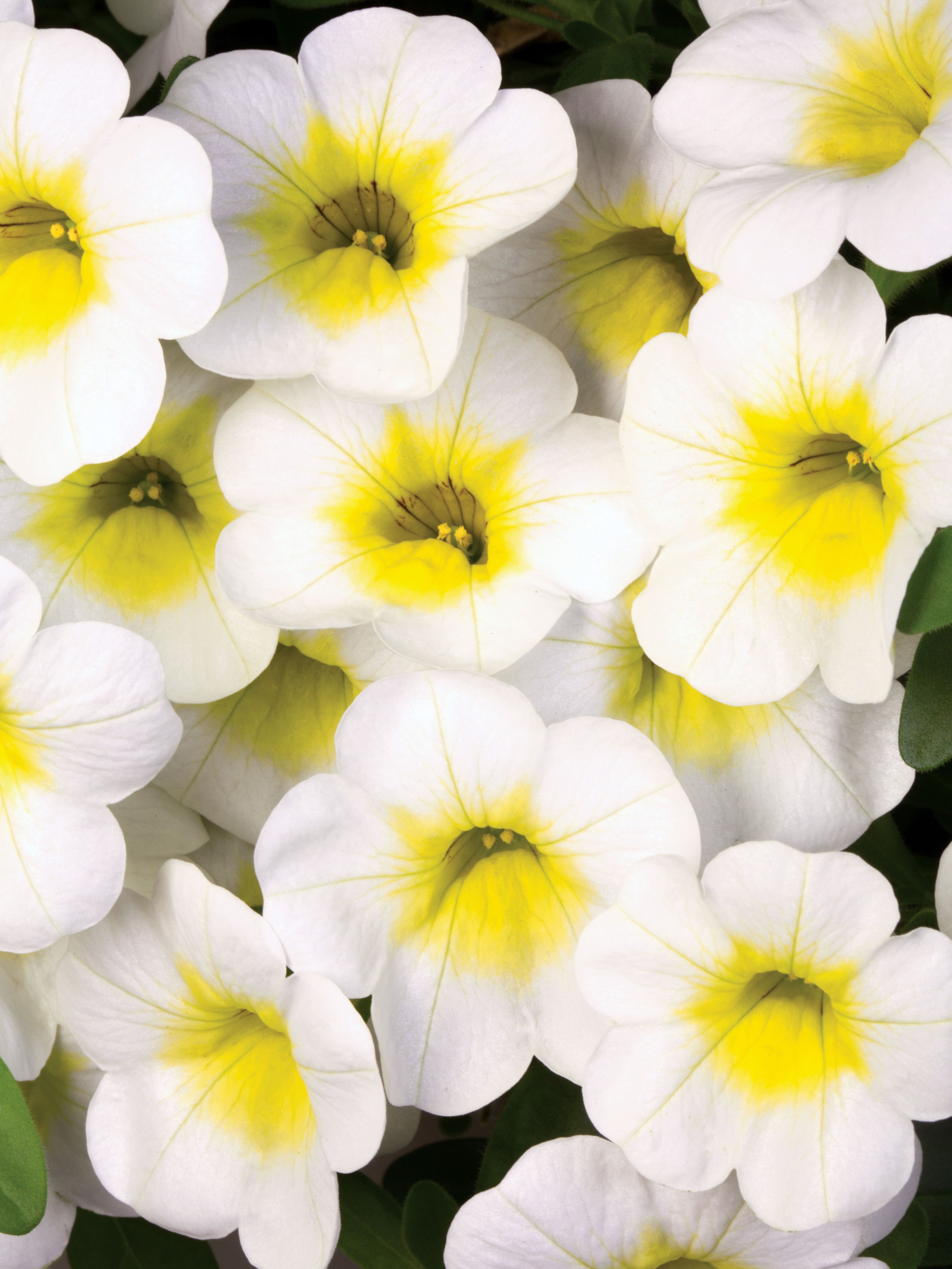CALIBRACHOA SUNNY SIDE