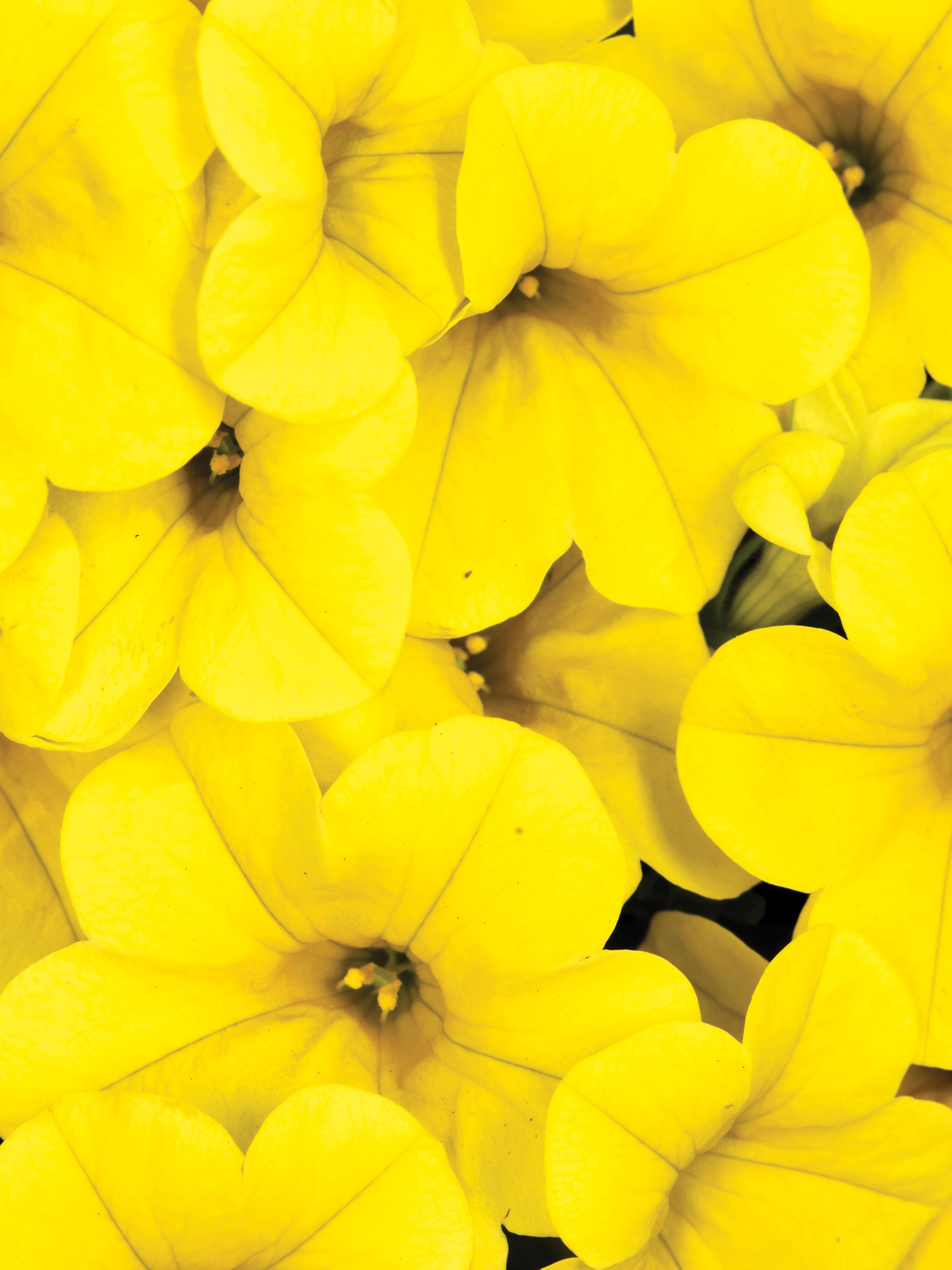 CALIBRACHOA BUTTER
