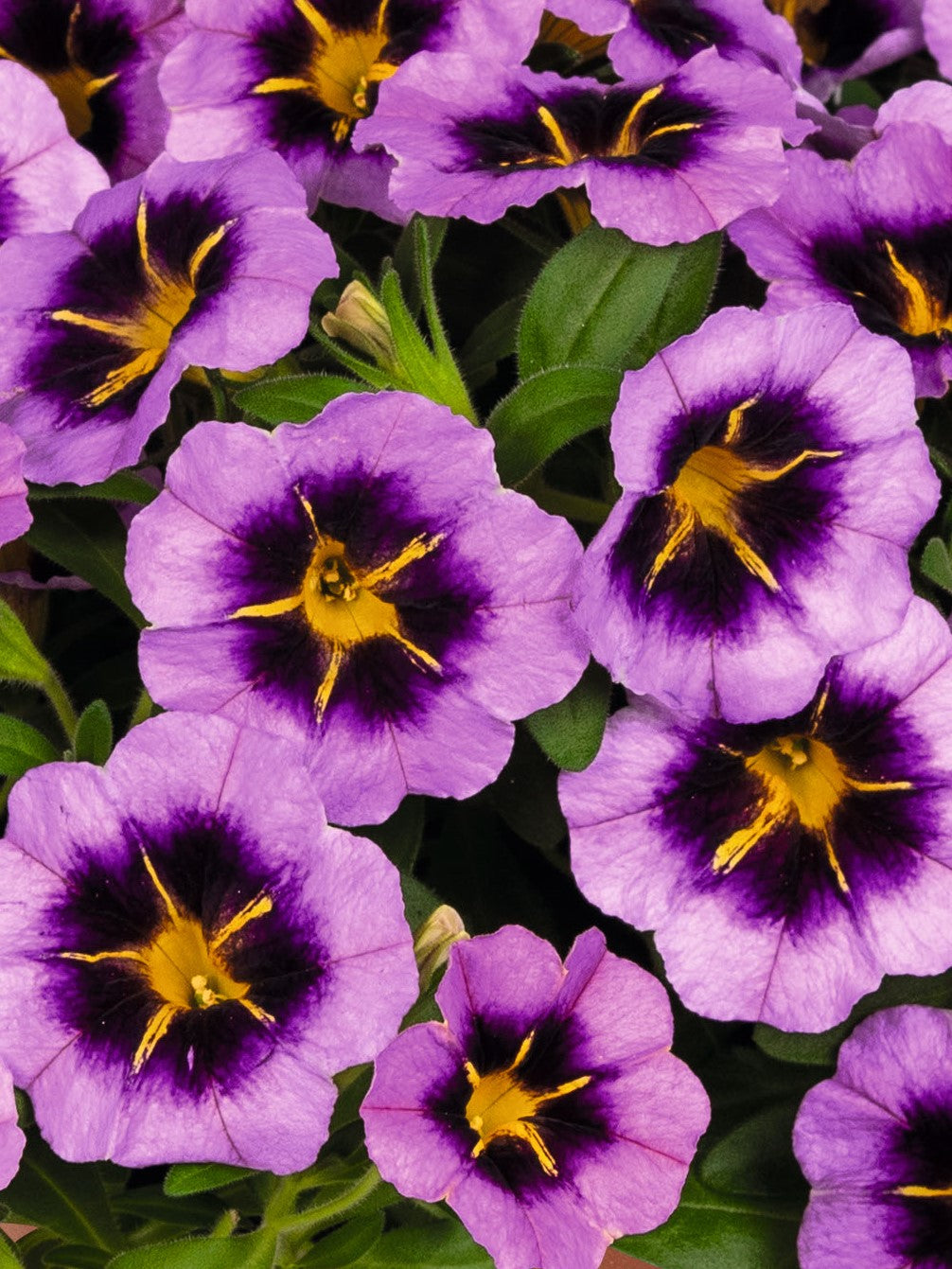 CALIBRACHOA TIK TOK GRAPE