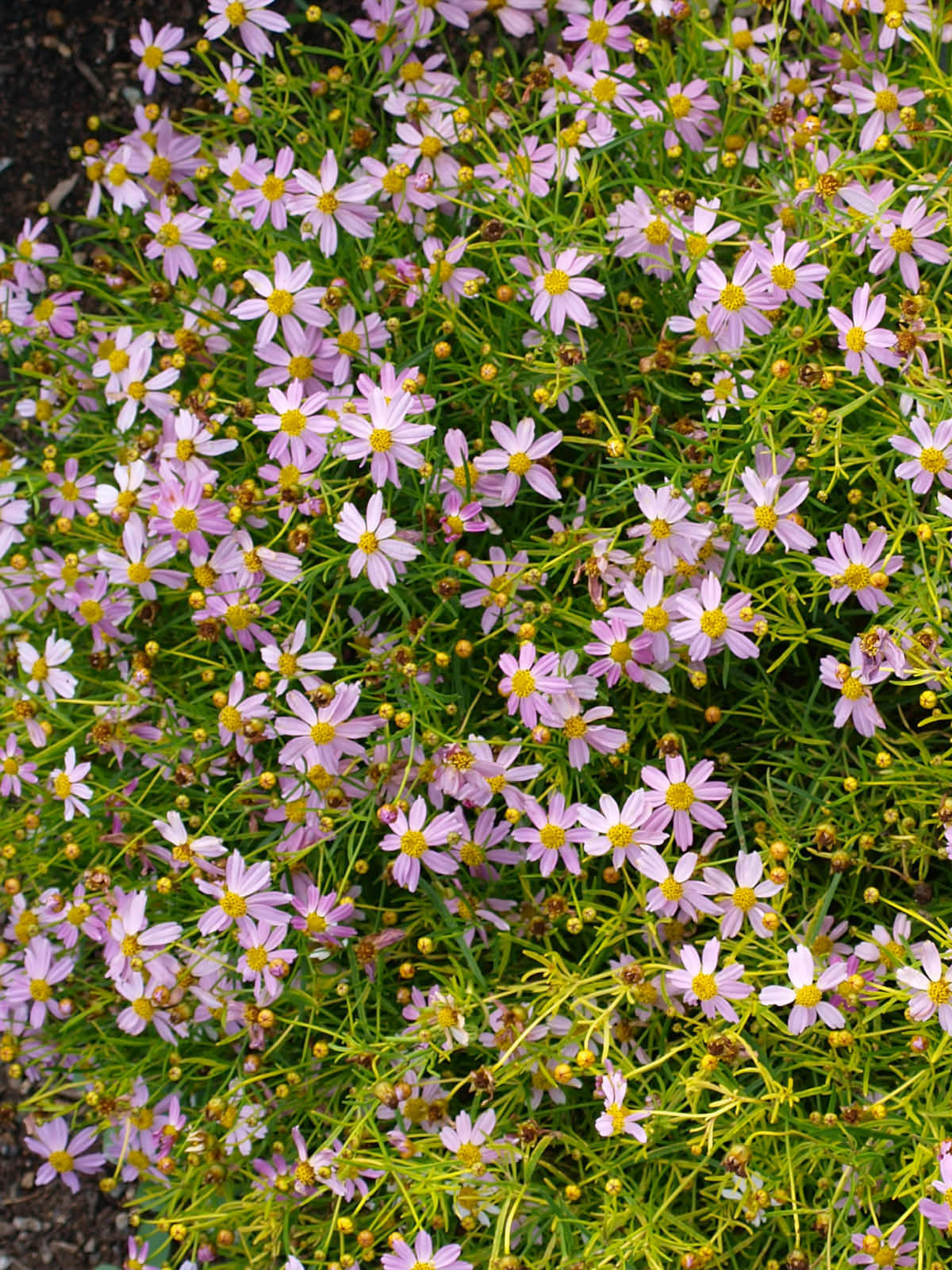COREOPSIS ROSEA