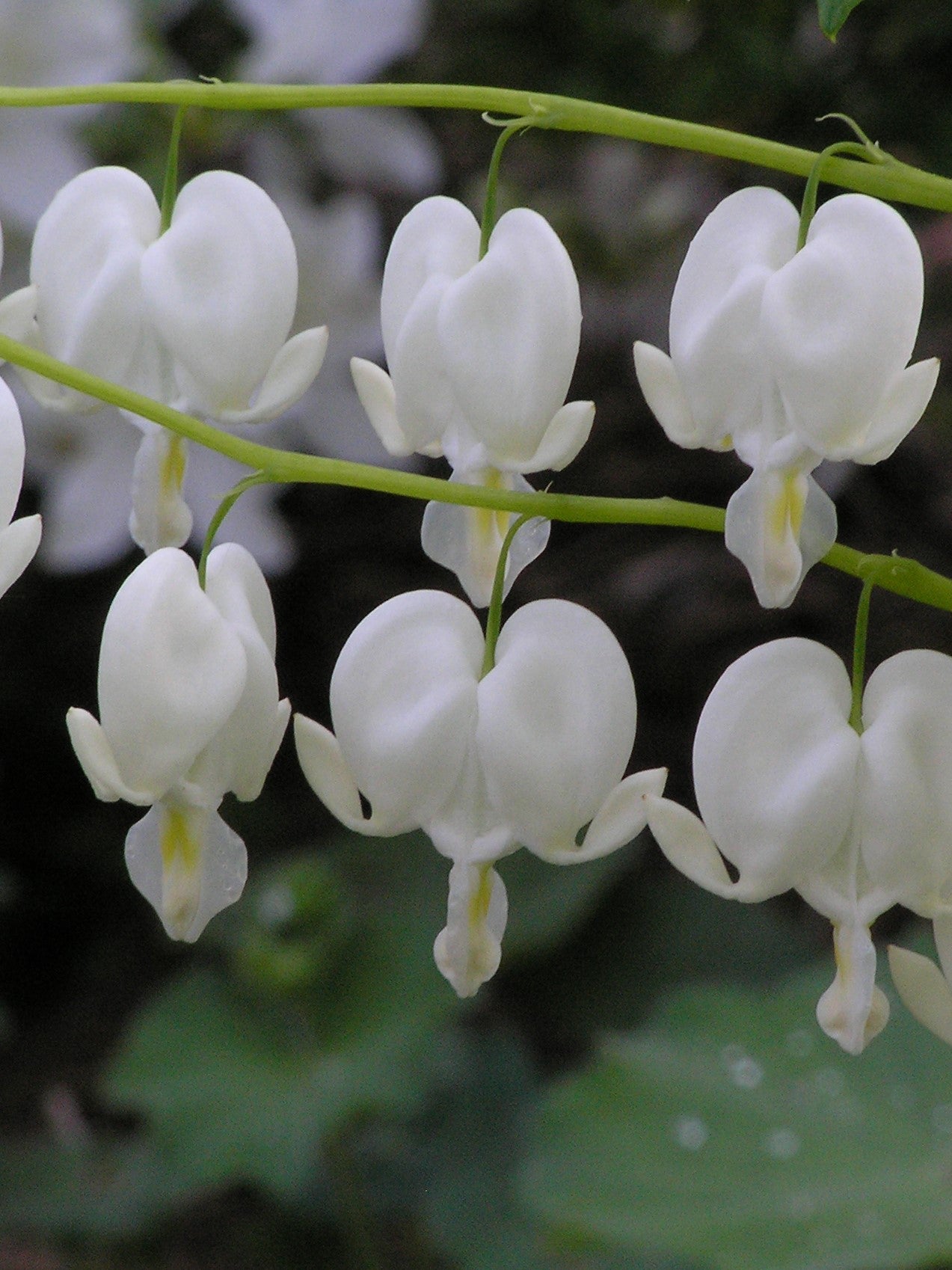 DICENTRA SPECTABILIS 'ALBA'