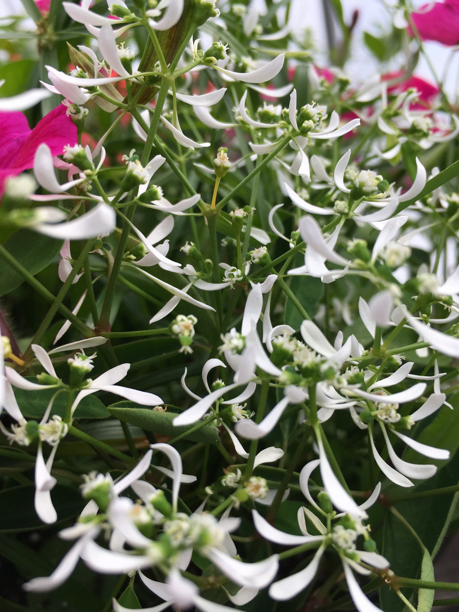 EUPHORBIA 'STARBLAST SNOWDRIFT'