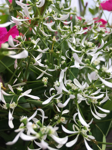 HERB-CYMBOPOGON LEMON GRASS