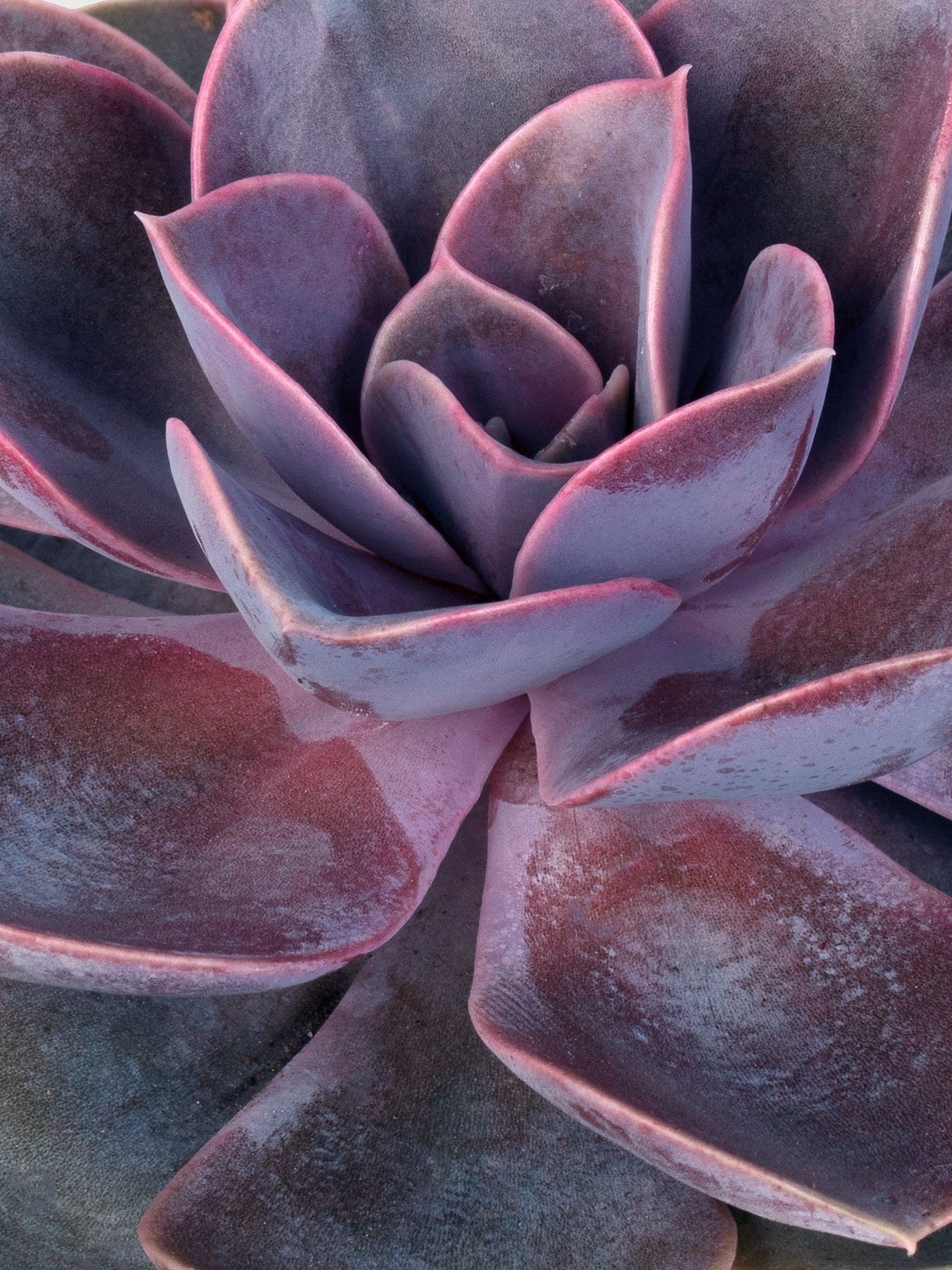 SUCCULENT ECHEVERIA PURPLE PERLE VON NUMBERG