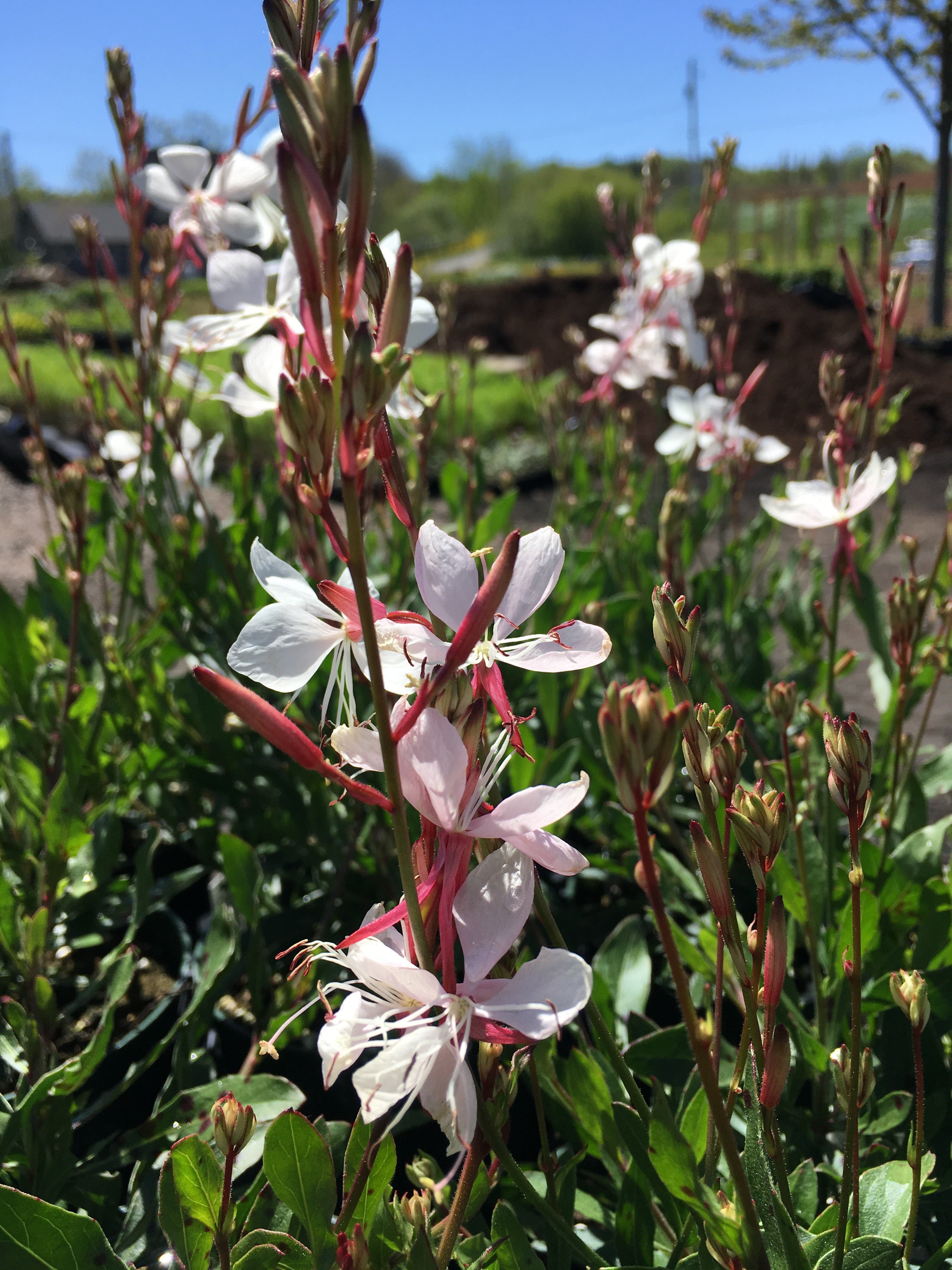 GAURA 'WHITE'