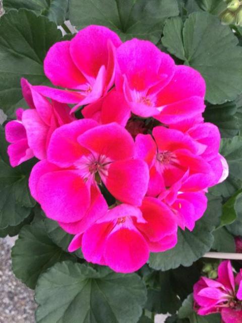 GERANIUM 'CRANBERRY SIZZLE'