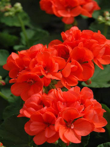 BEGONIA FRAGRANT FALLS 'PEACH'