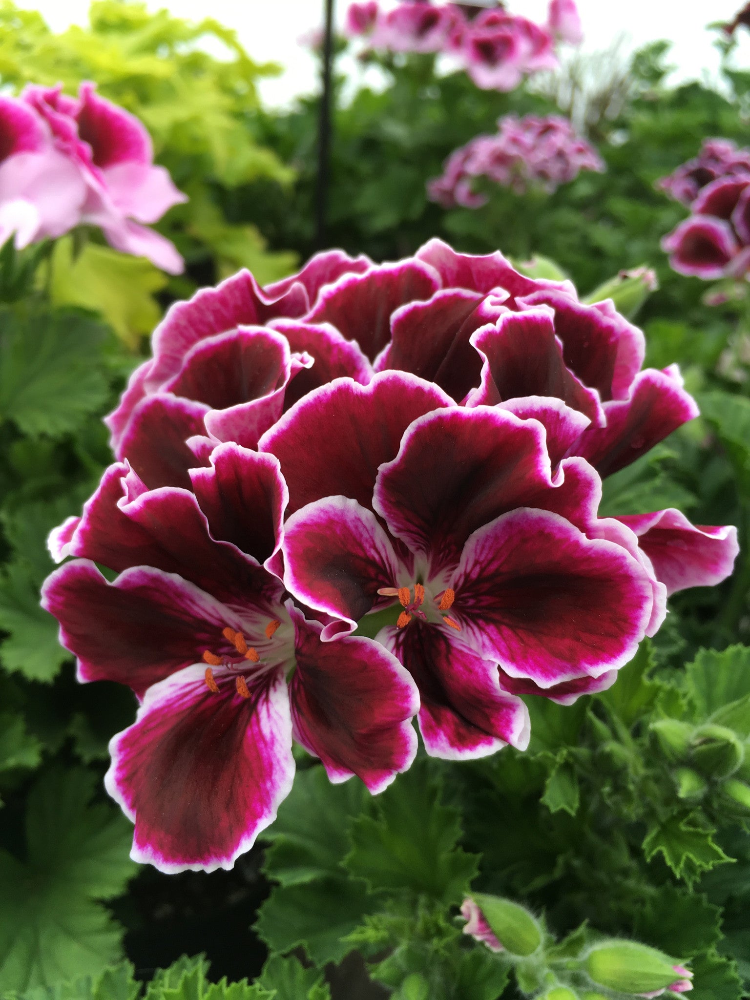 GERANIUM REGAL(MARTHA WASHINGTON) 'ELEGANCE IMPERIAL'