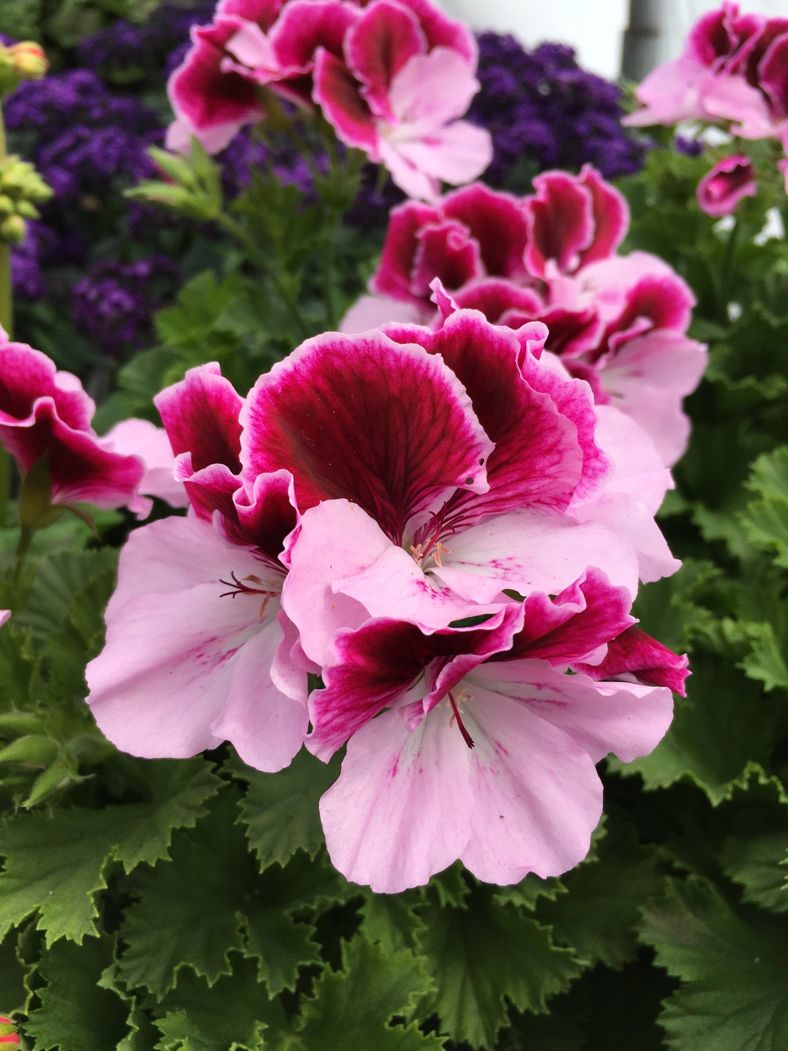 GERANIUM REGAL(MARTHA WASHINGTON) 'ELEGANCE PURPLE MAJESTY'