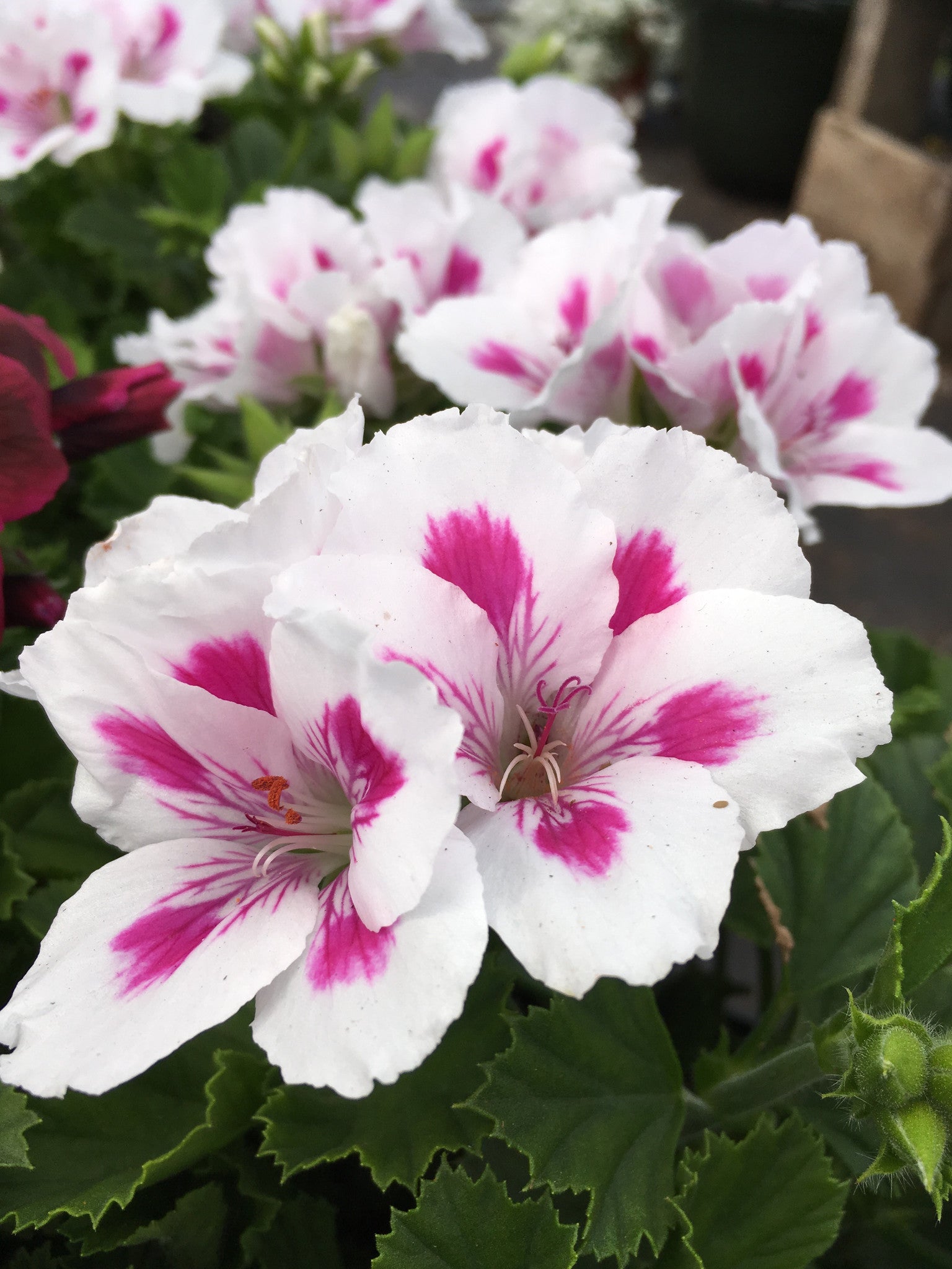 GERANIUM REGAL(MARTHA WASHINGTON) 'ELEGANCE ROYALTY WHITE'