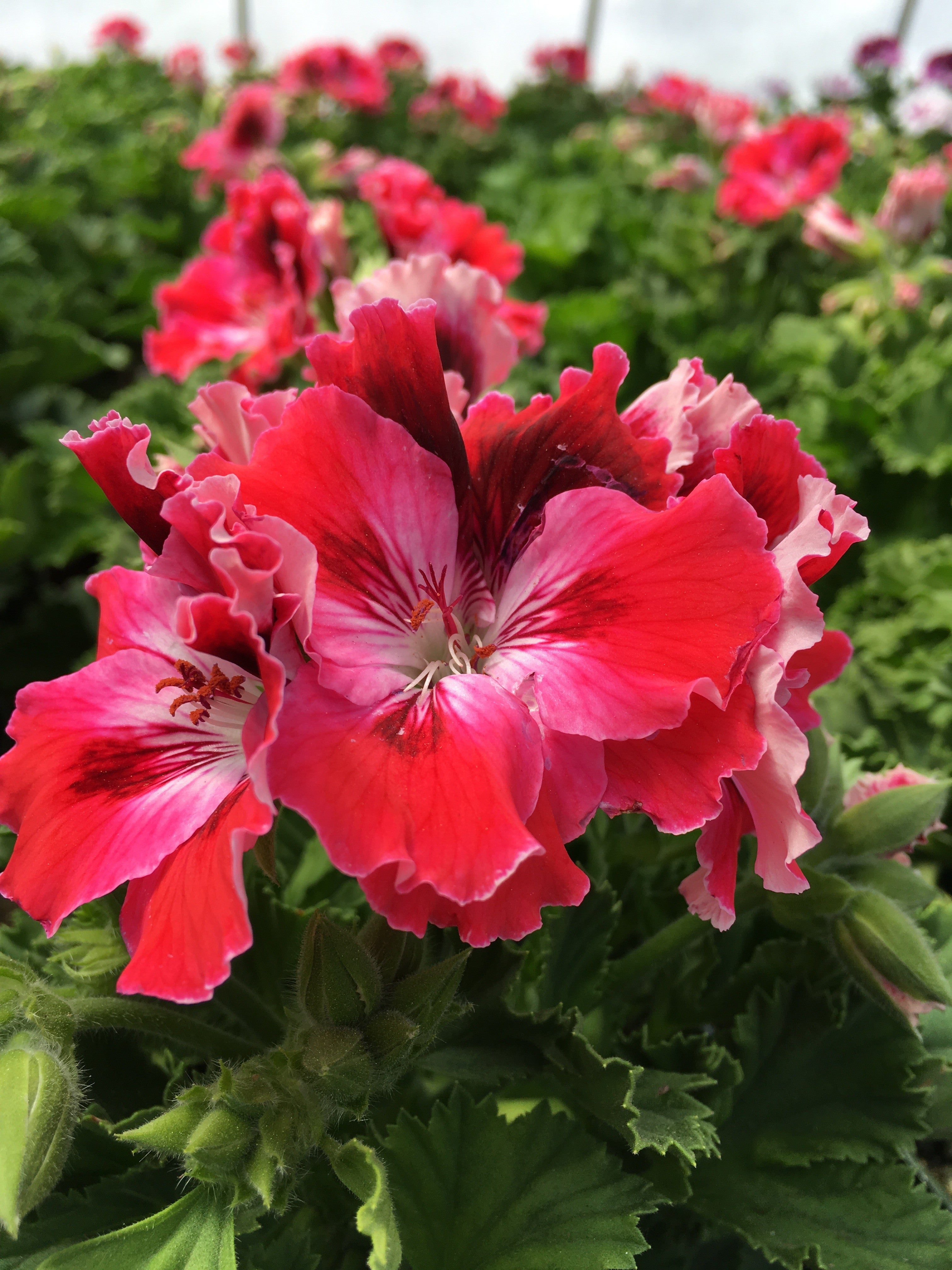 GERANIUM REGAL(MARTHA WASHINGTON) 'ELEGANCE RED VELVET'