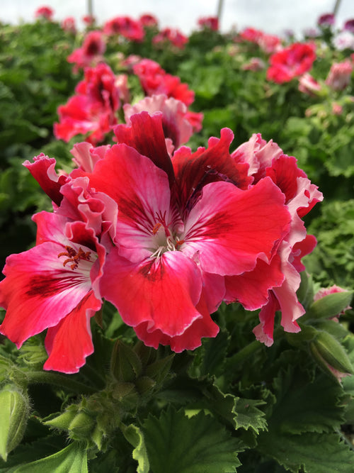 GERANIUM REGAL(MARTHA WASHINGTON) 'ELEGANCE RED VELVET'