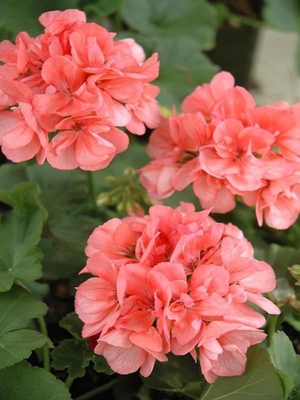 GERANIUM PATRIOT 'SALMON'