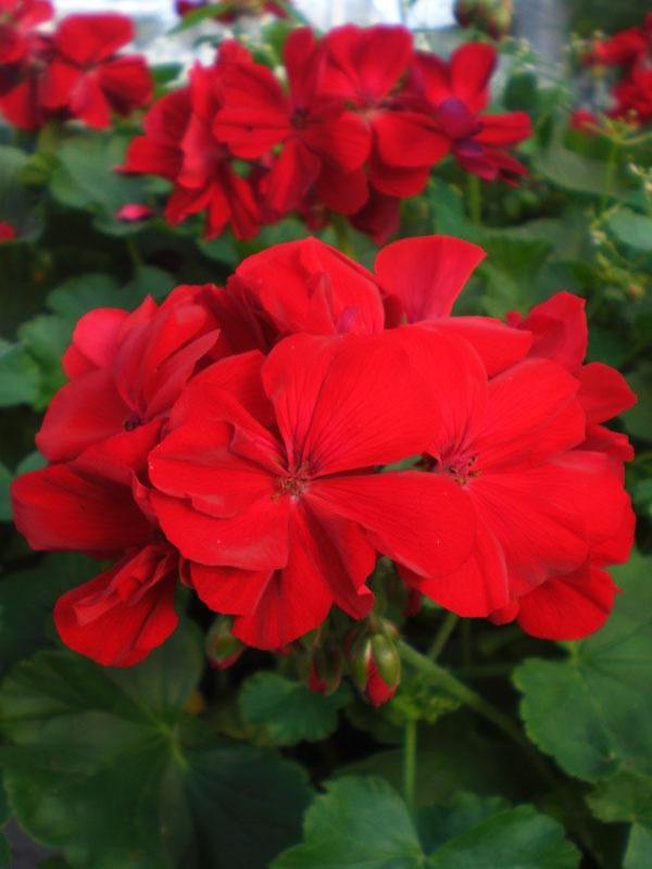 GERANIUM INTERSPECIFIC CALLIOPE 'DARK RED'