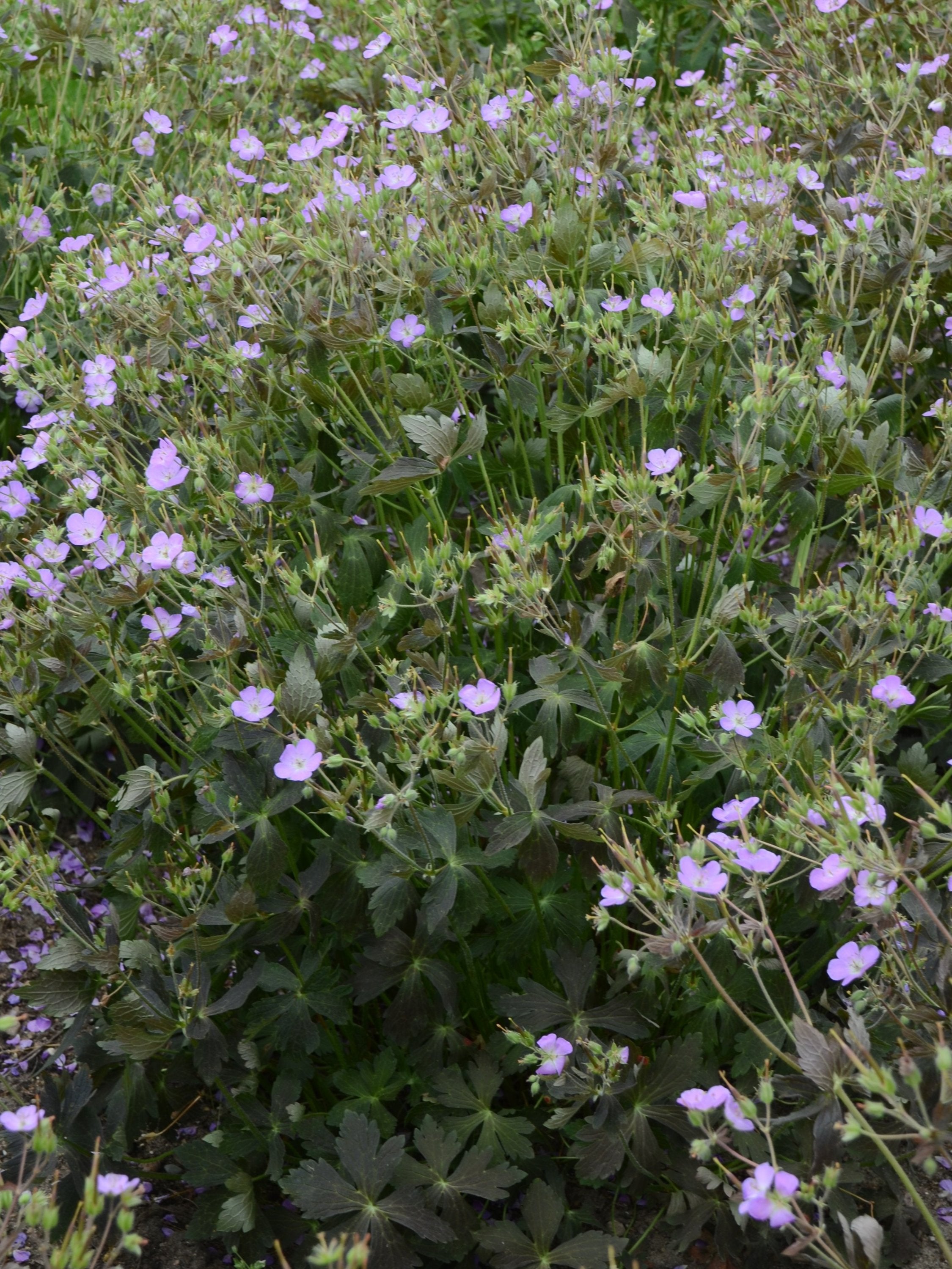 GERANIUM MACULATUM 'CRANE DANCE'