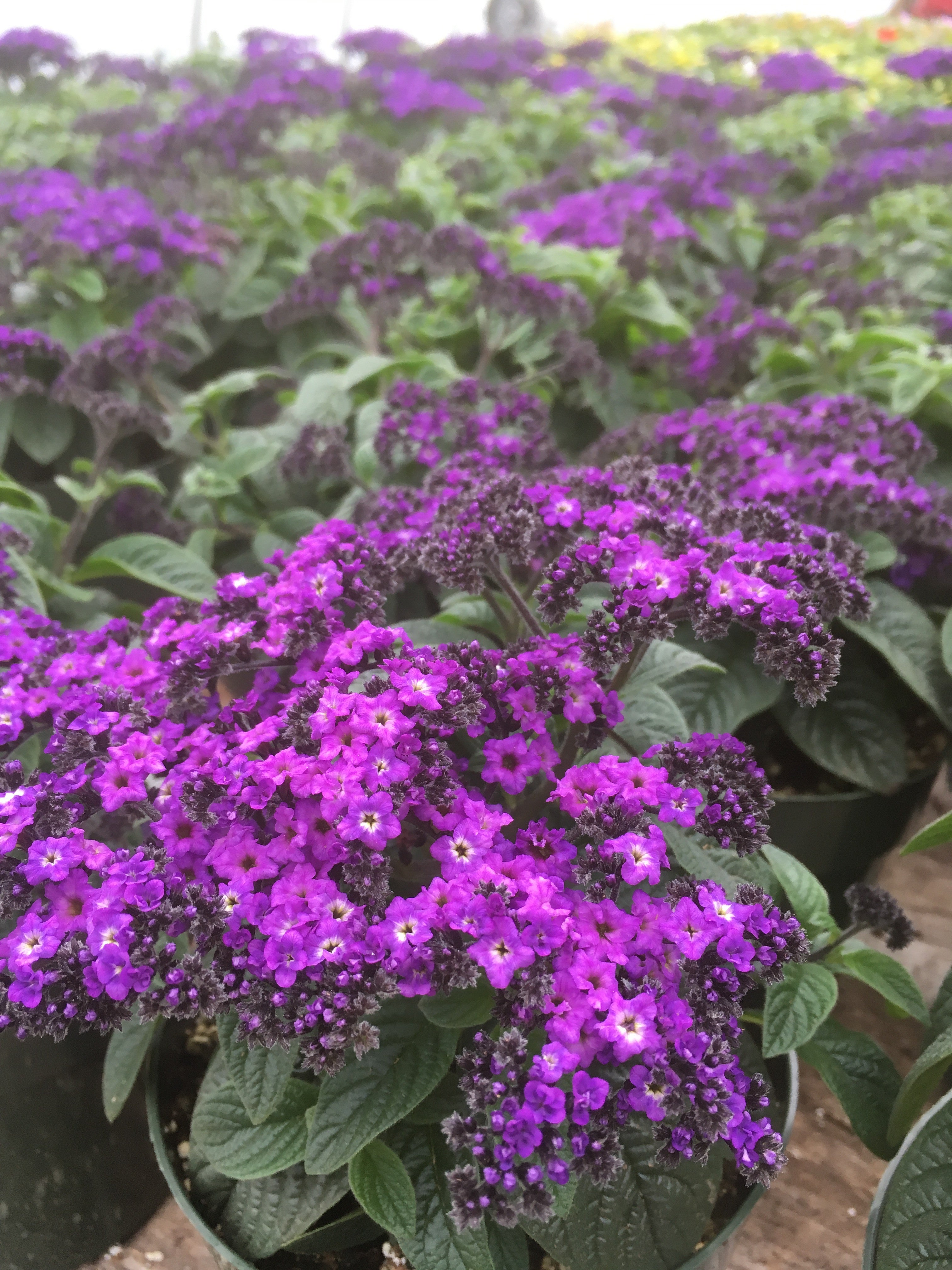HELIOTROPE 'MARINO BLUE'
