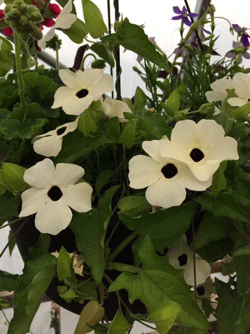 THUNBERGIA (BLACK-EYED SUSAN VINE) ARIZONA 'WHITE HALO'