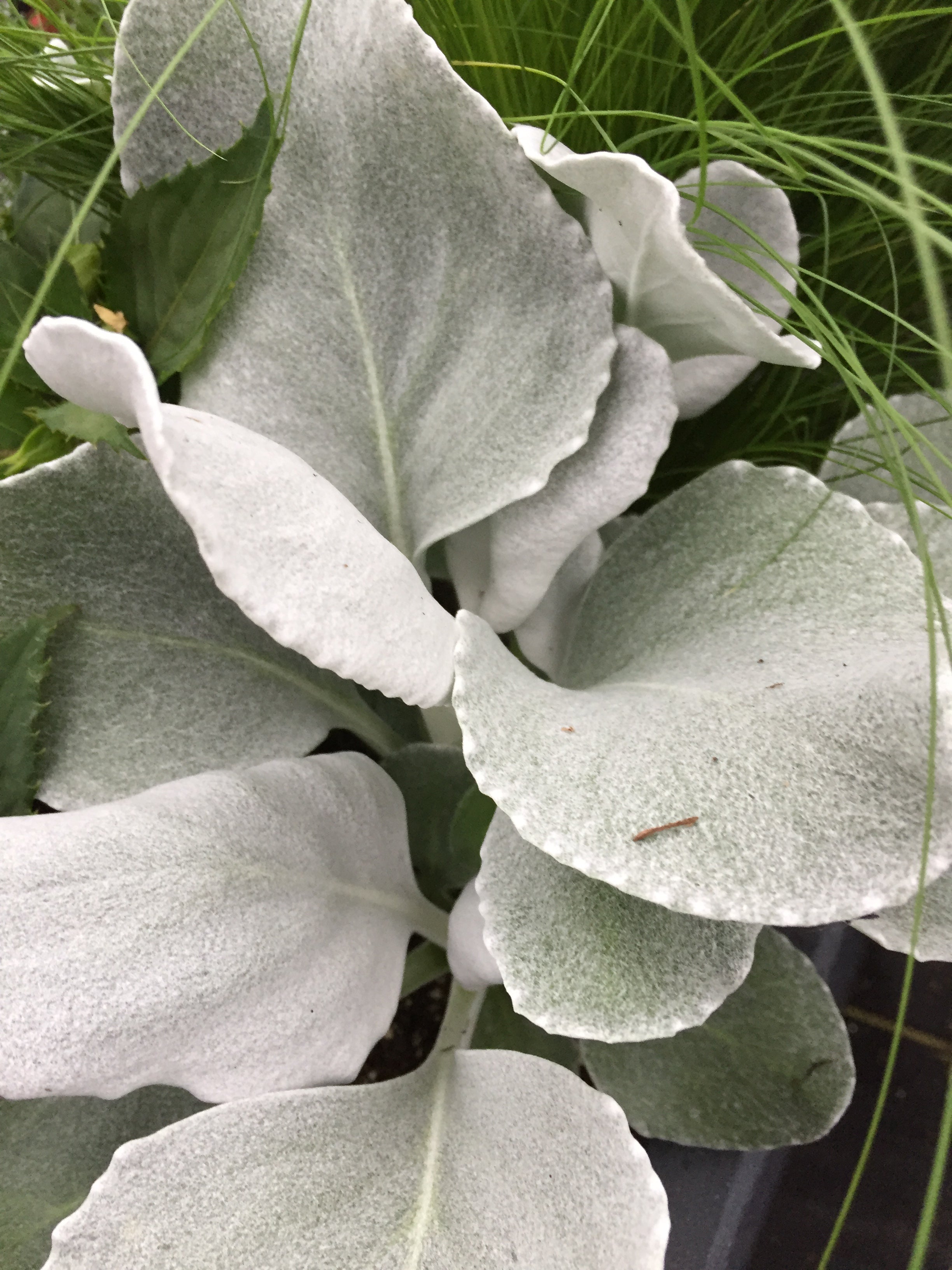 SENECIO CANDICANS 'ANGEL WINGS'