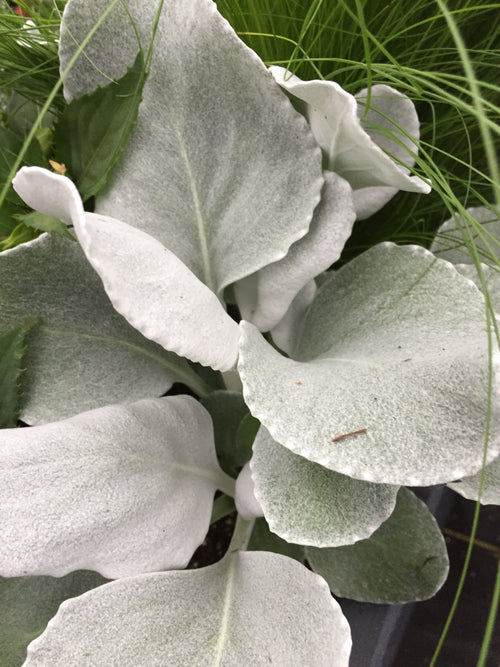 SENECIO 'ANGEL WINGS'