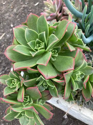 SUCCULENT CRASSULA OVATA 'HOBBIT'