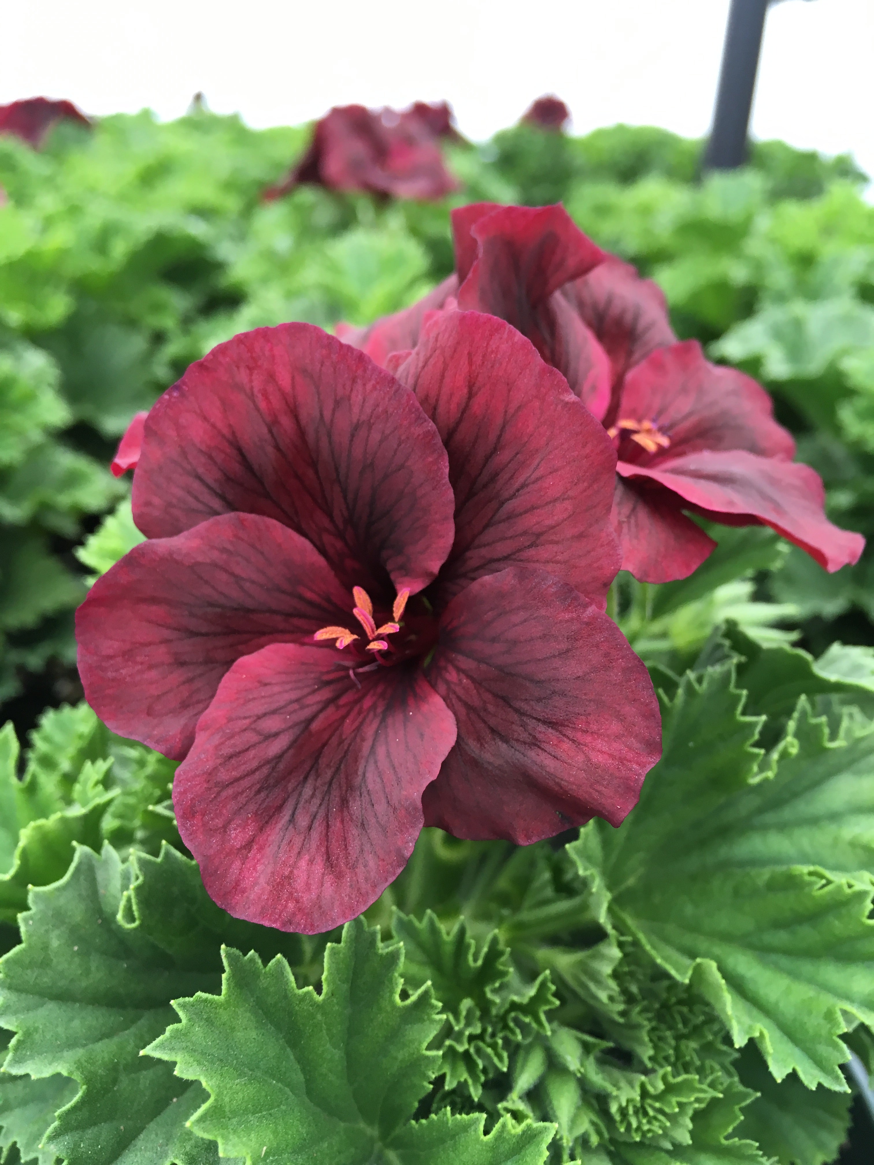 GERANIUM REGAL (MARTHA WASHINGTON) 'ELEGANCE BURGUNDY'