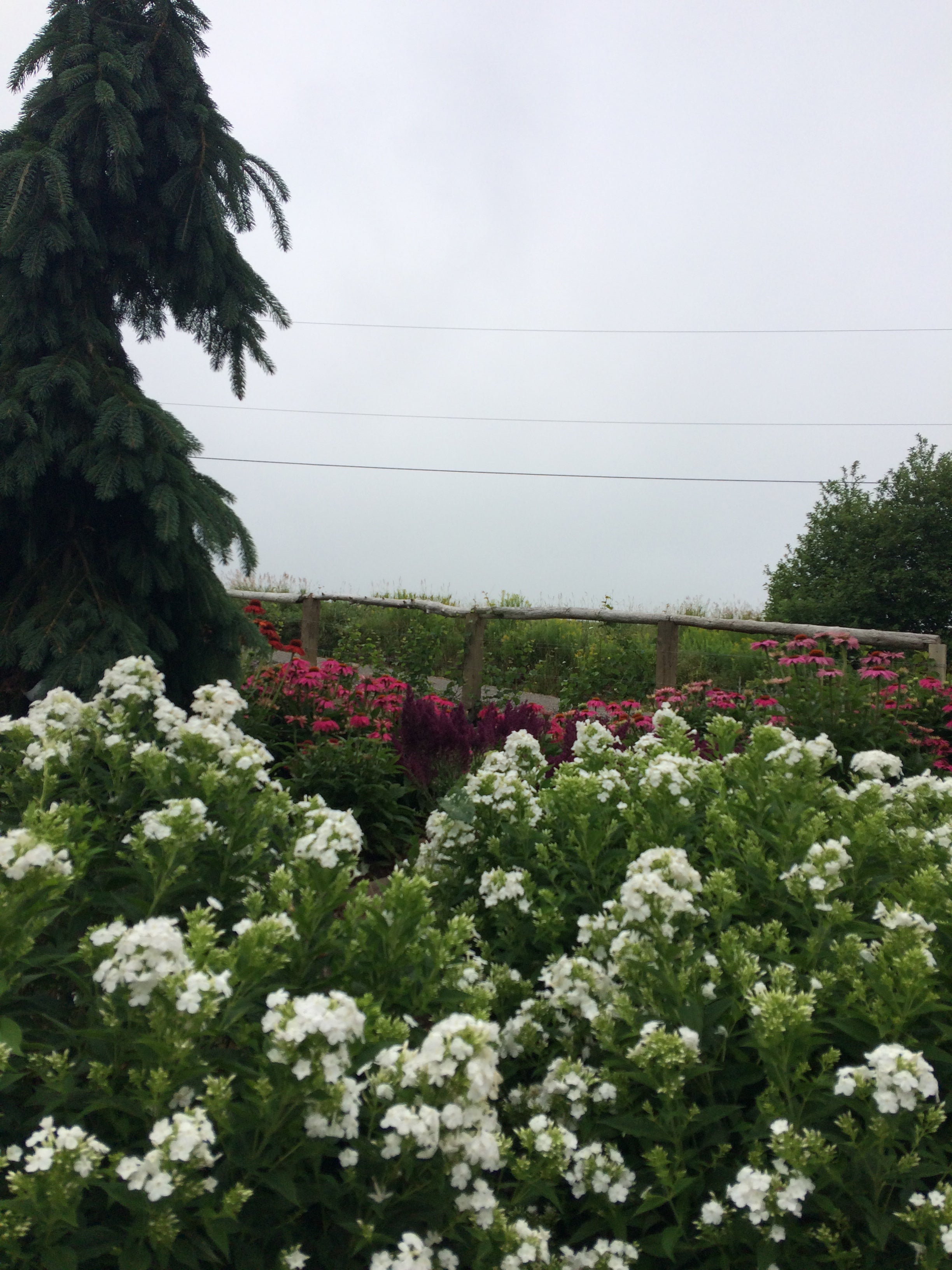 PHLOX PANICULATA ‘WHITE’
