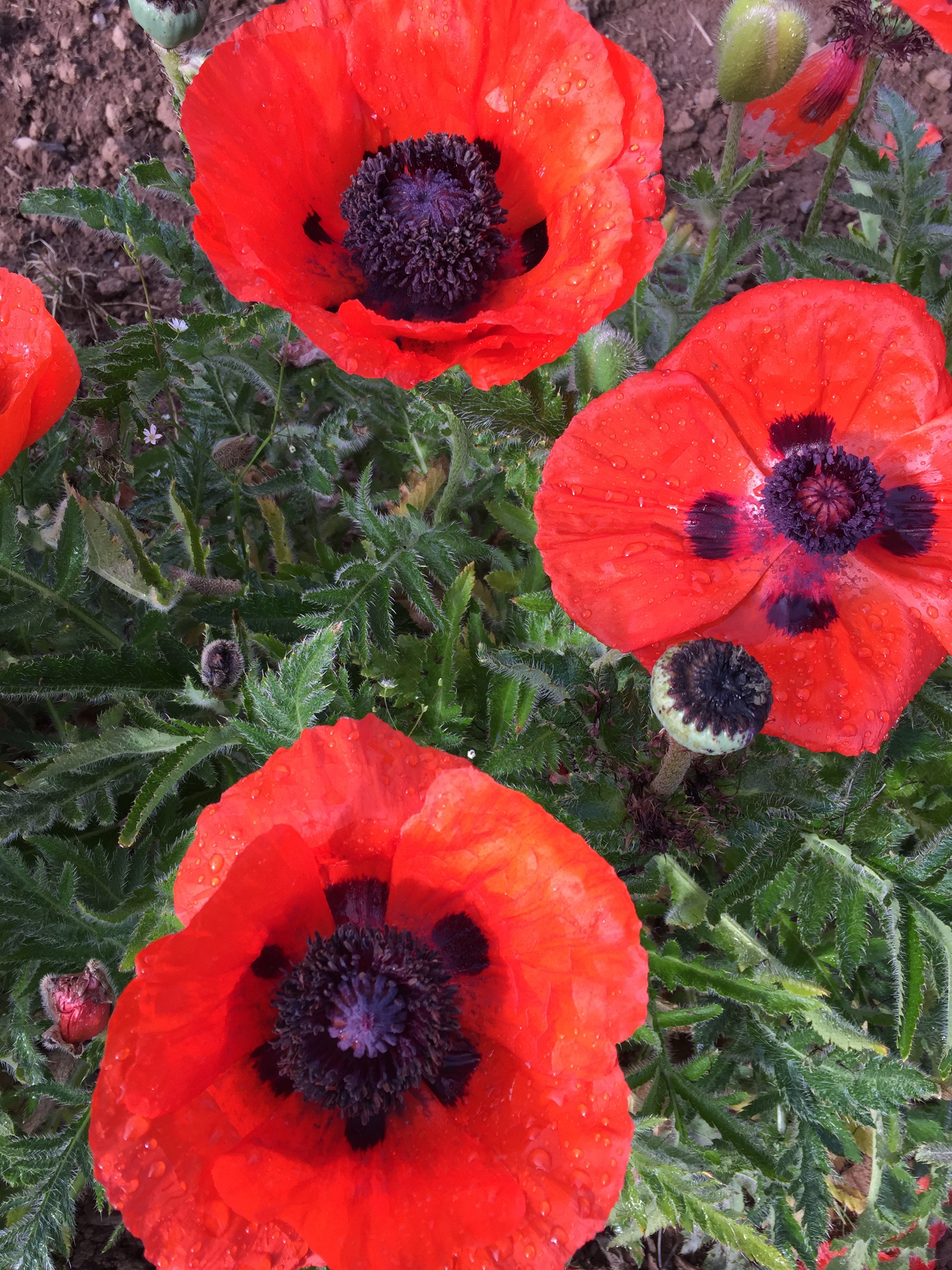 PAPAVER ORIENTALE ‘BRILLIANT’