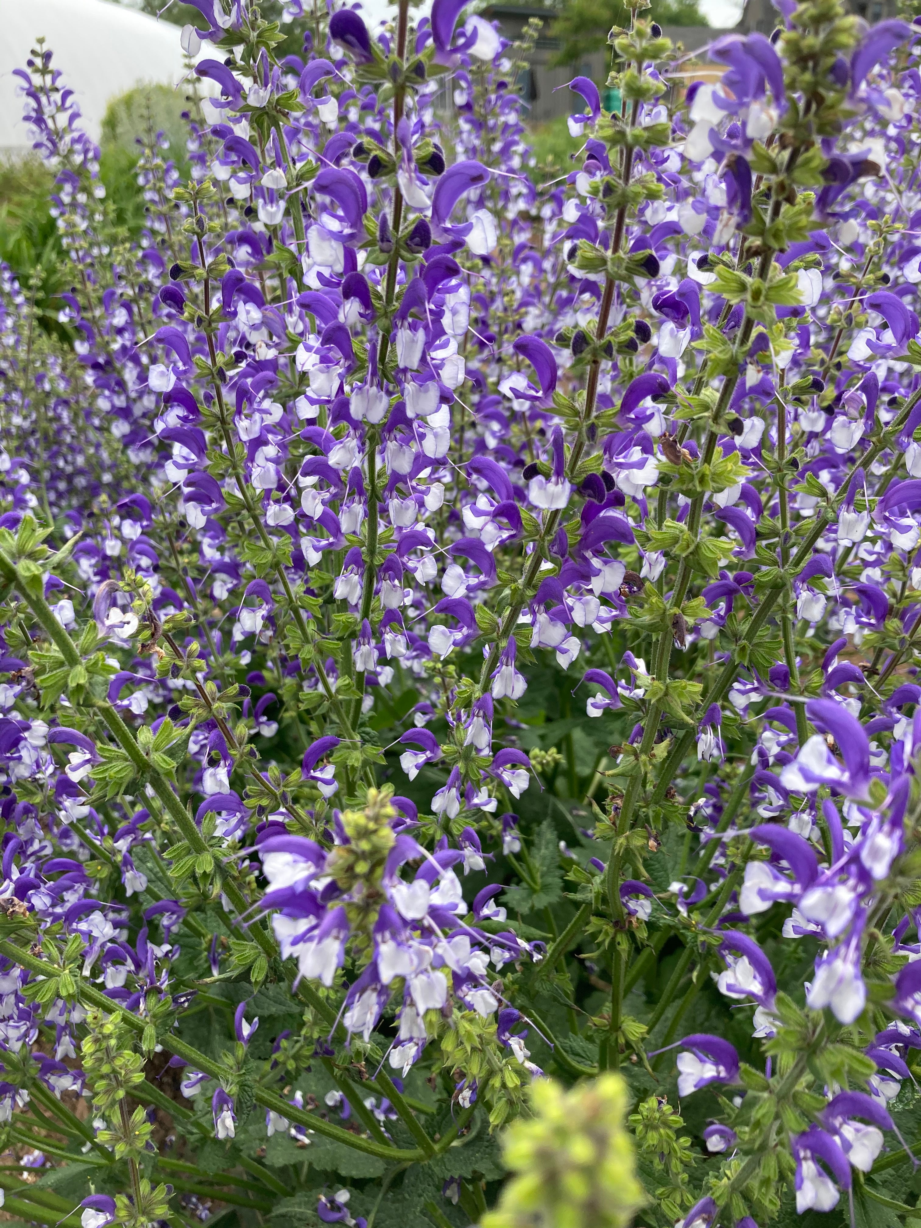 SALVIA 'MADELINE'