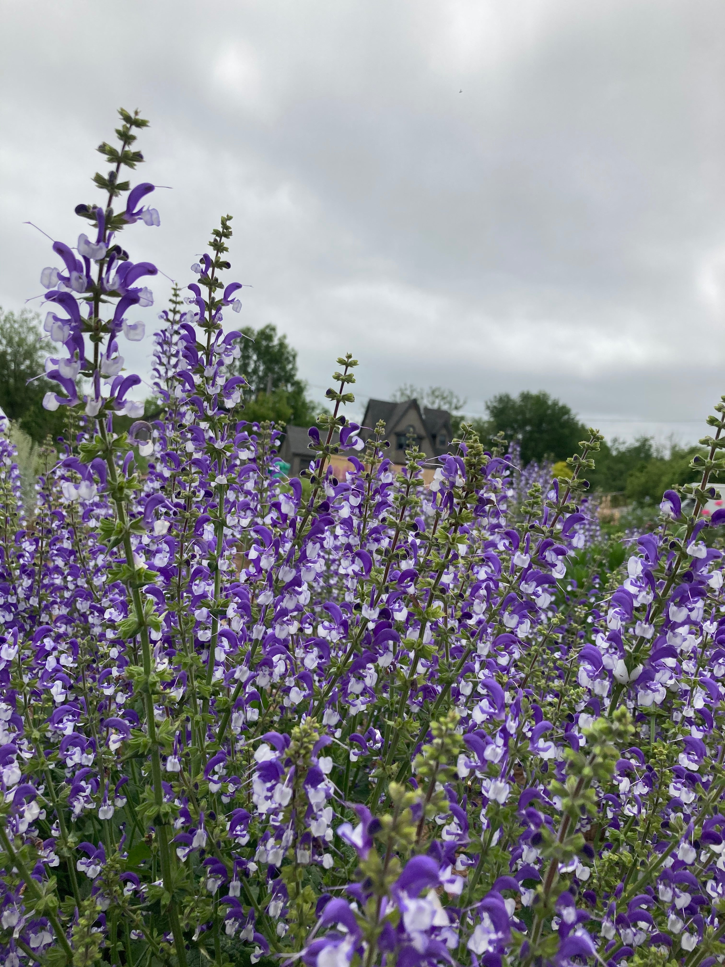 SALVIA 'MADELINE'