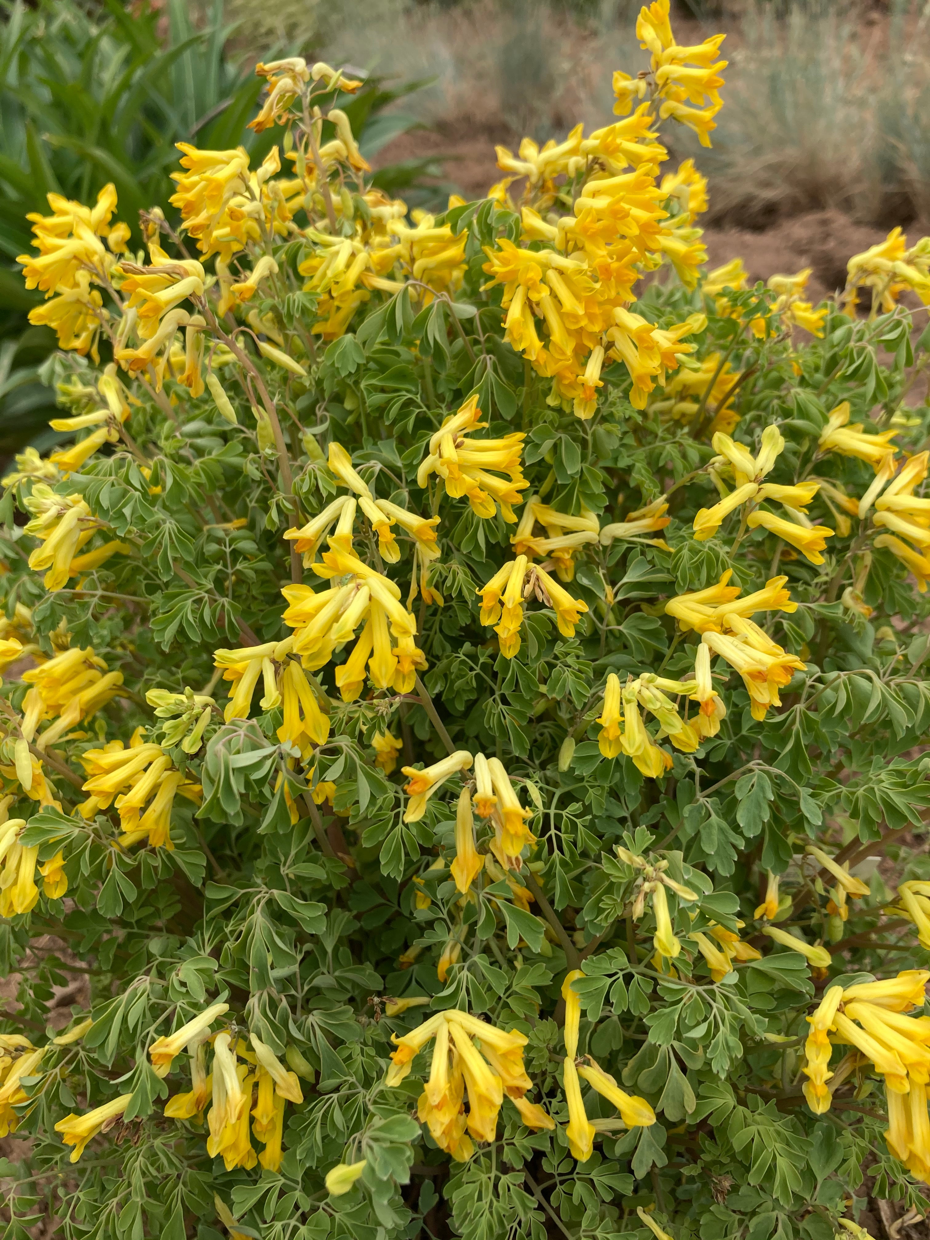 CORYDALIS LUTEA