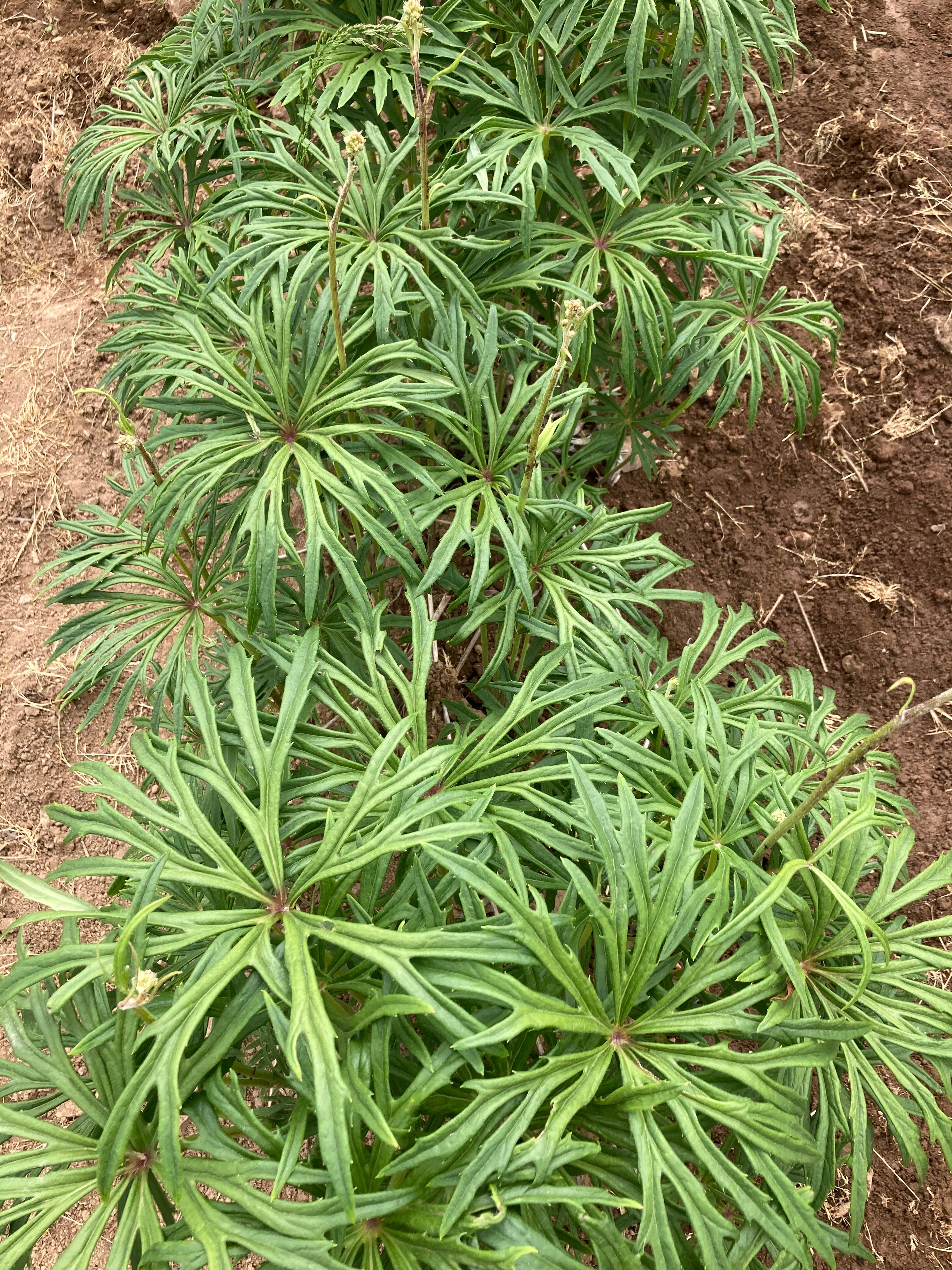 SYNEILESIS ACONITIFOLIA